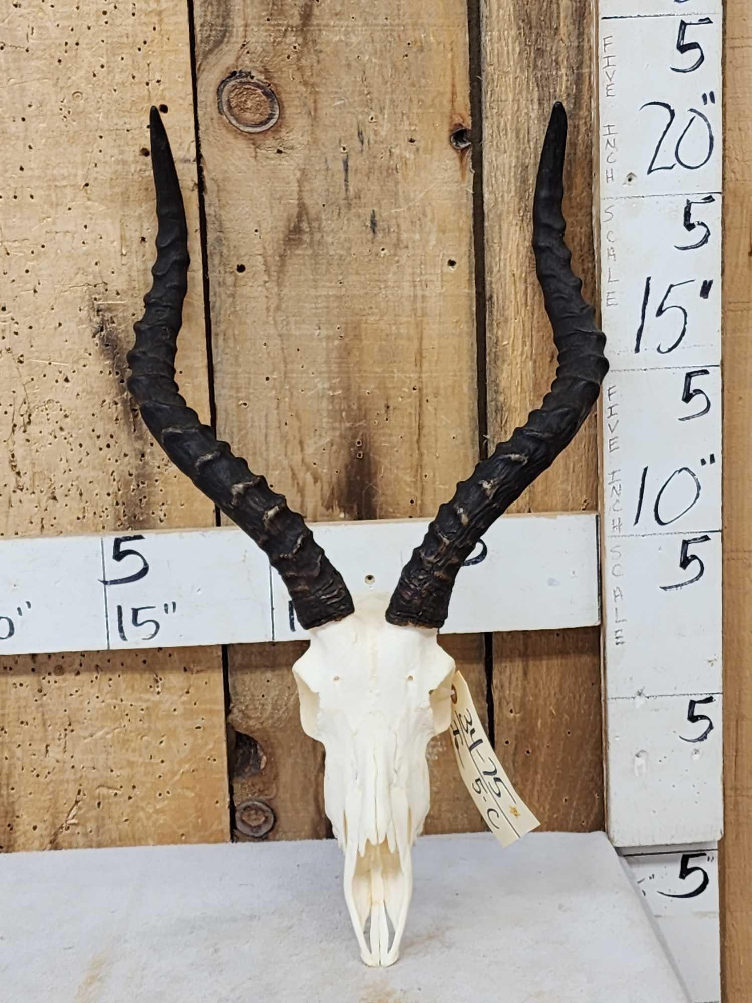 African Impala Skull Taxidermy: 34.75 Nicely done Skull detachable horns for easy shipping