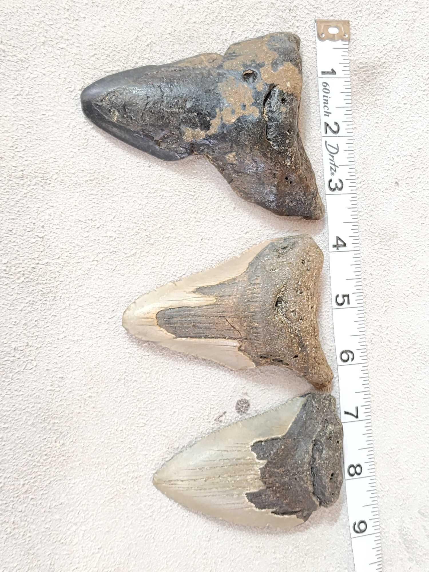 3 Fossilized Megalodon Shark Teeth: 6.4 Millions of years old a great addition to any fossil collection!