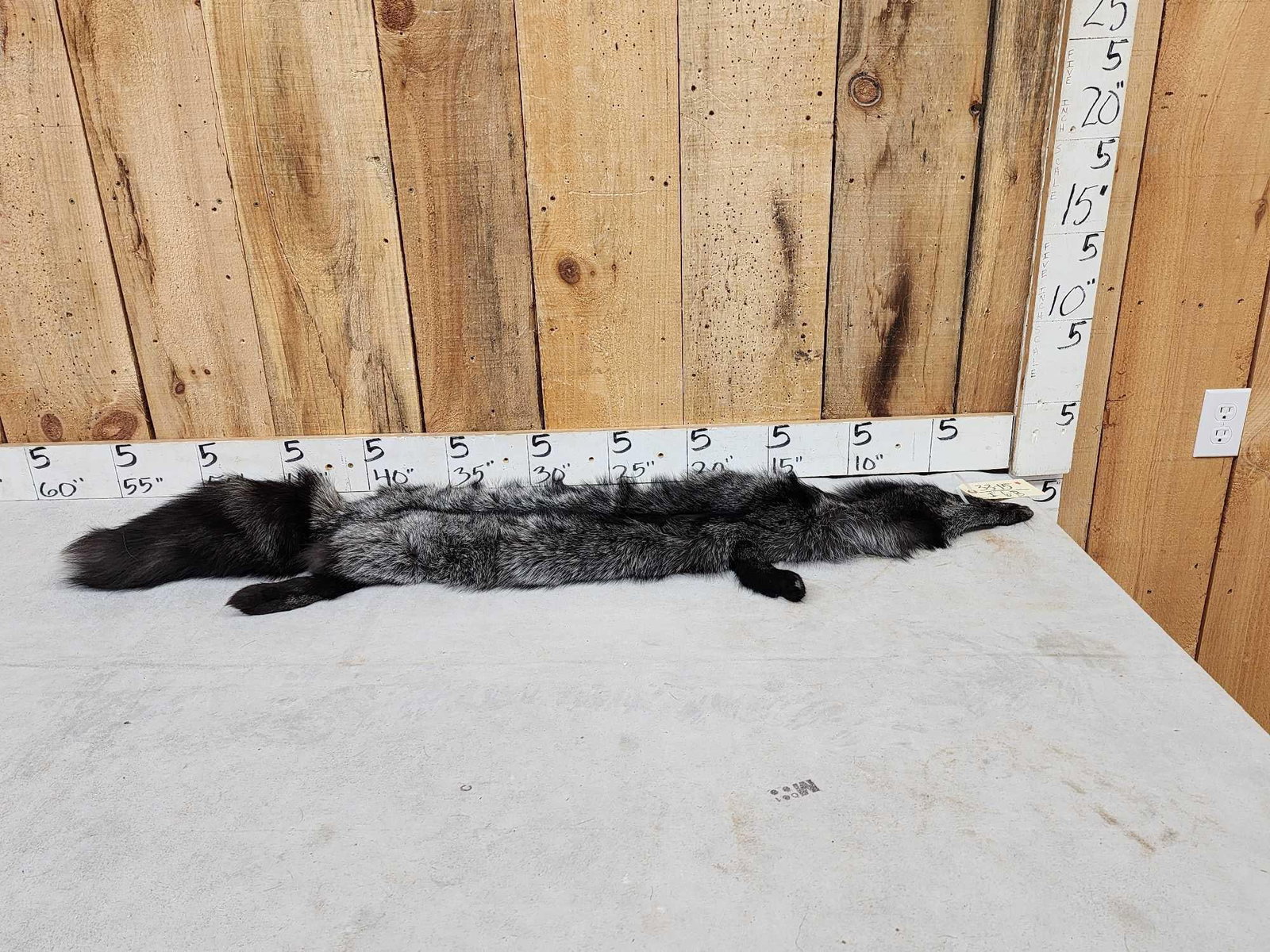 Silver Ranch Fox Soft Tanned Fur Taxidermy: 33.15 Thick prime fur great colors big bushy tail