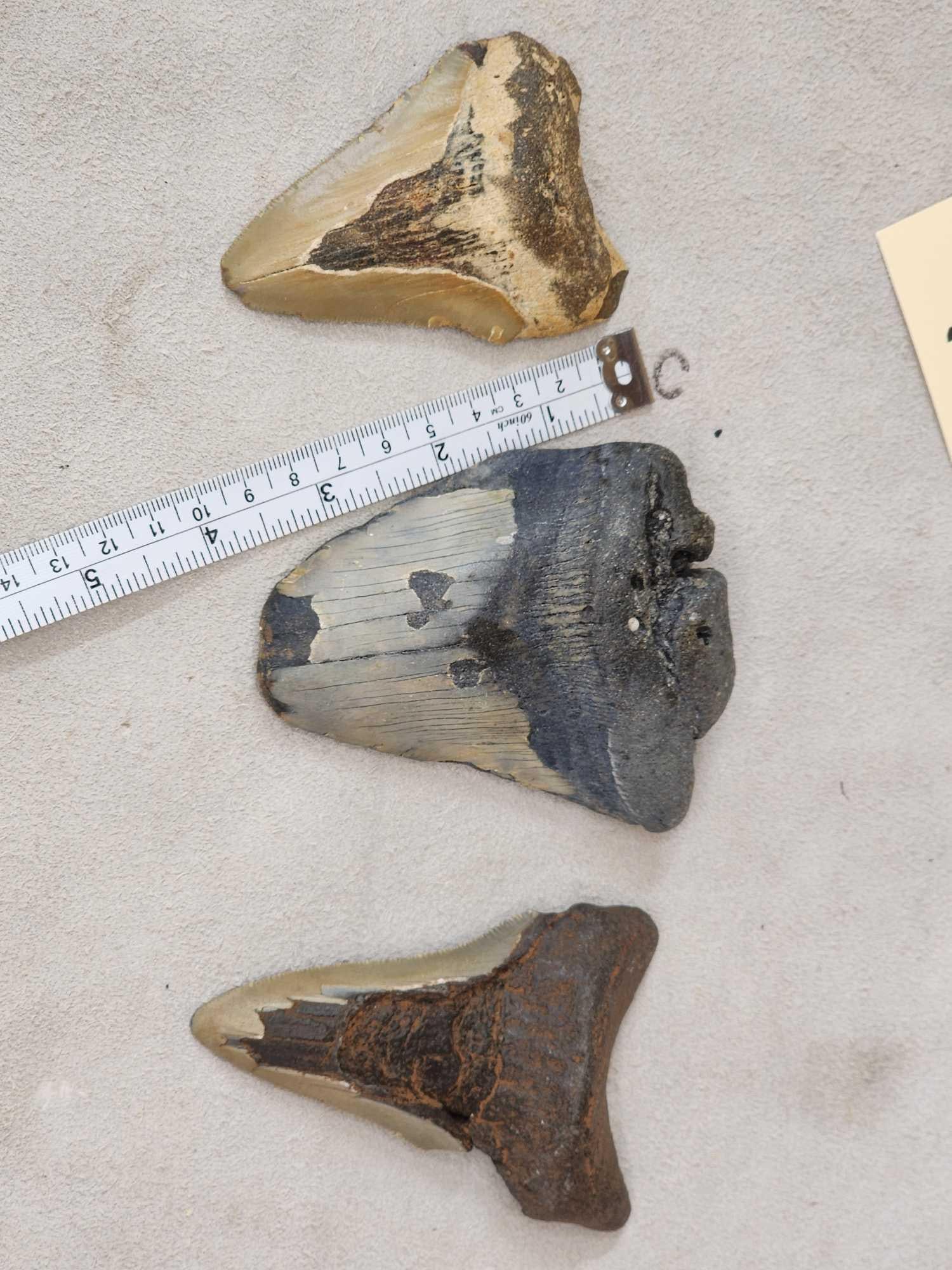 3 Fossilized Megalodon Shark Tooth Fossil (1 of 3)