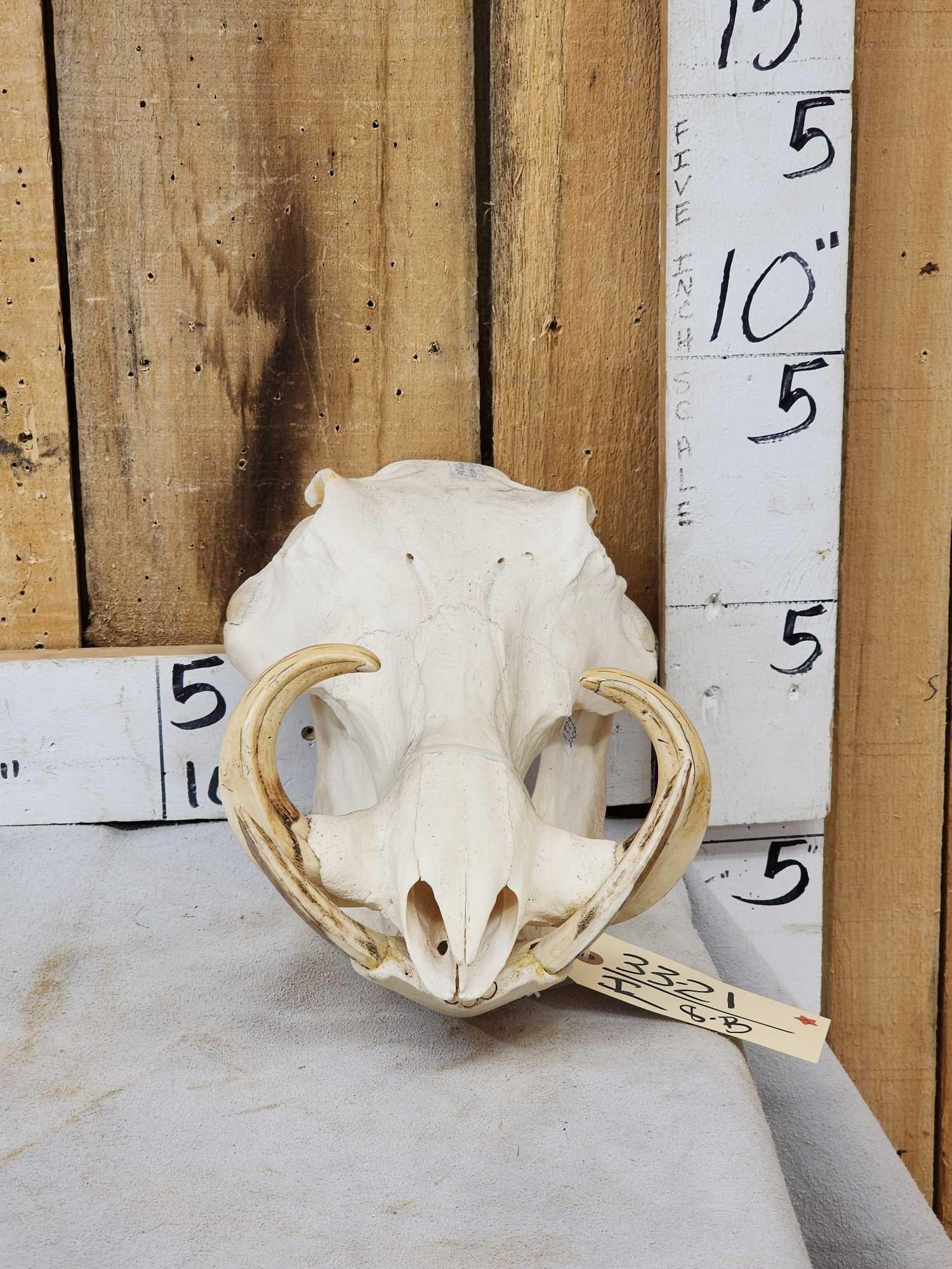 African Warthog Skull Taxidermy (1 of 3)