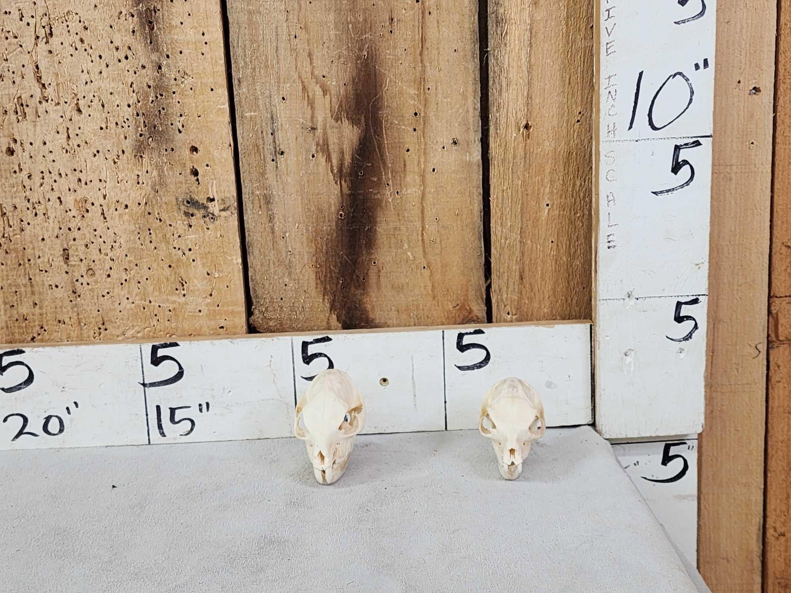 2 African Hyrax Skulls Taxidermy (1 of 5)