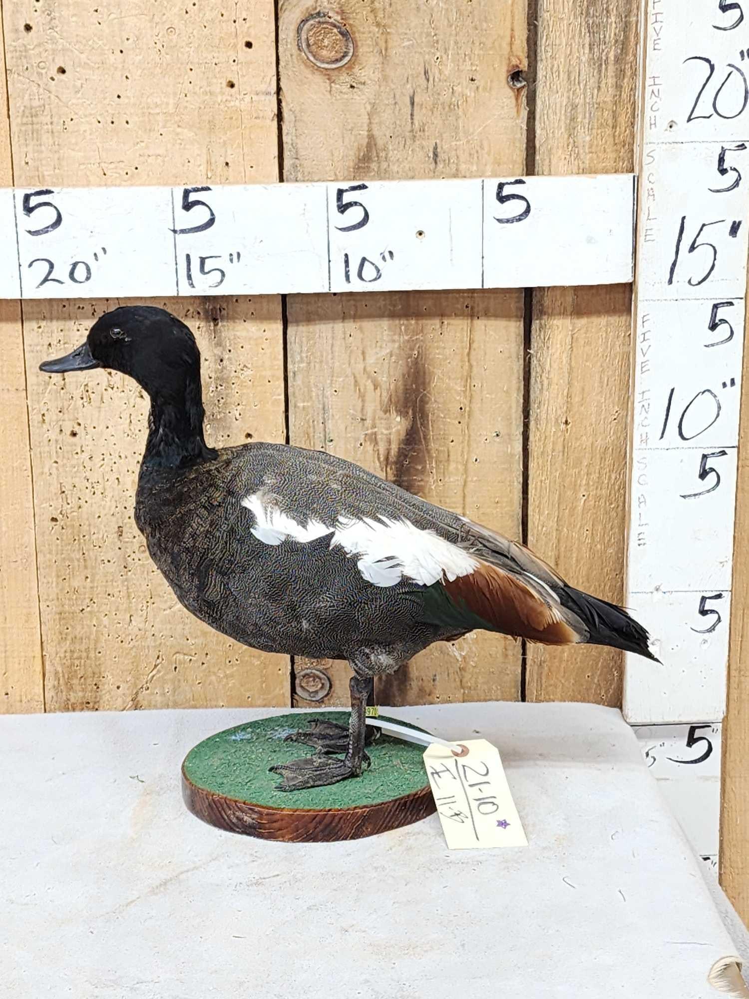 Paradise Shelduck Full Body Taxidermy Mount (1 of 6)
