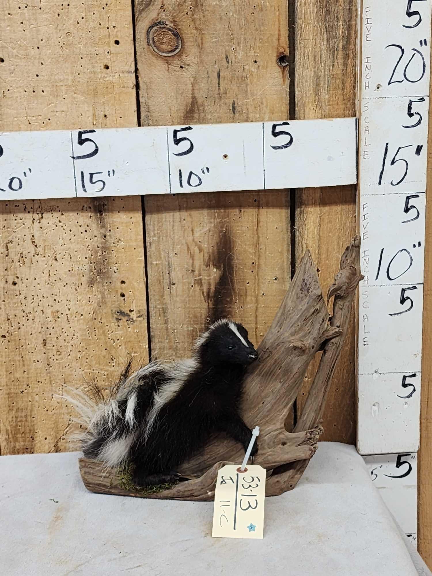 Baby Skunk Full Body Taxidermy Mount: 53.13 Relaxing on driftwood