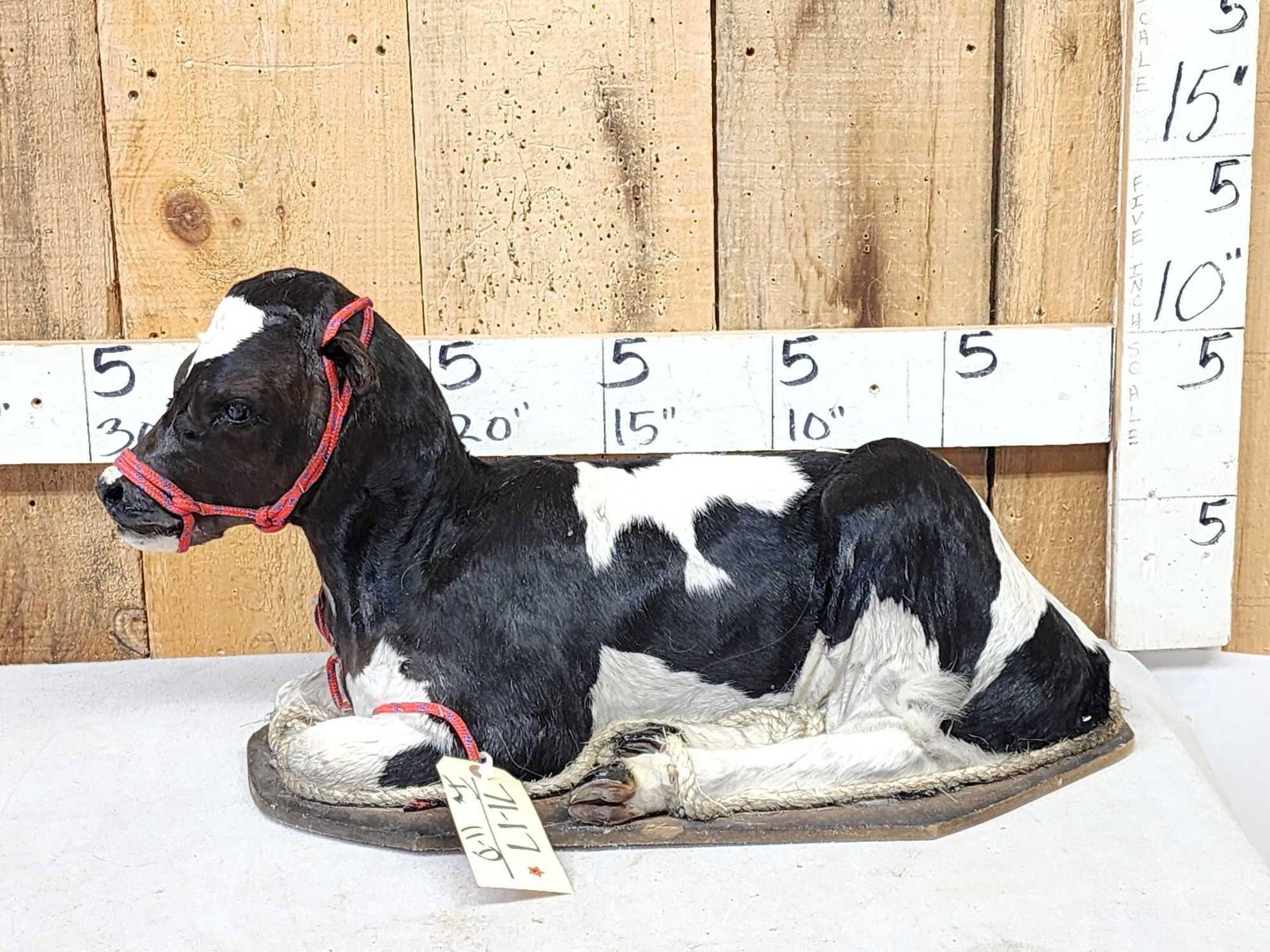 Holstein Calf Full Body Taxidermy Mount (1 of 6)