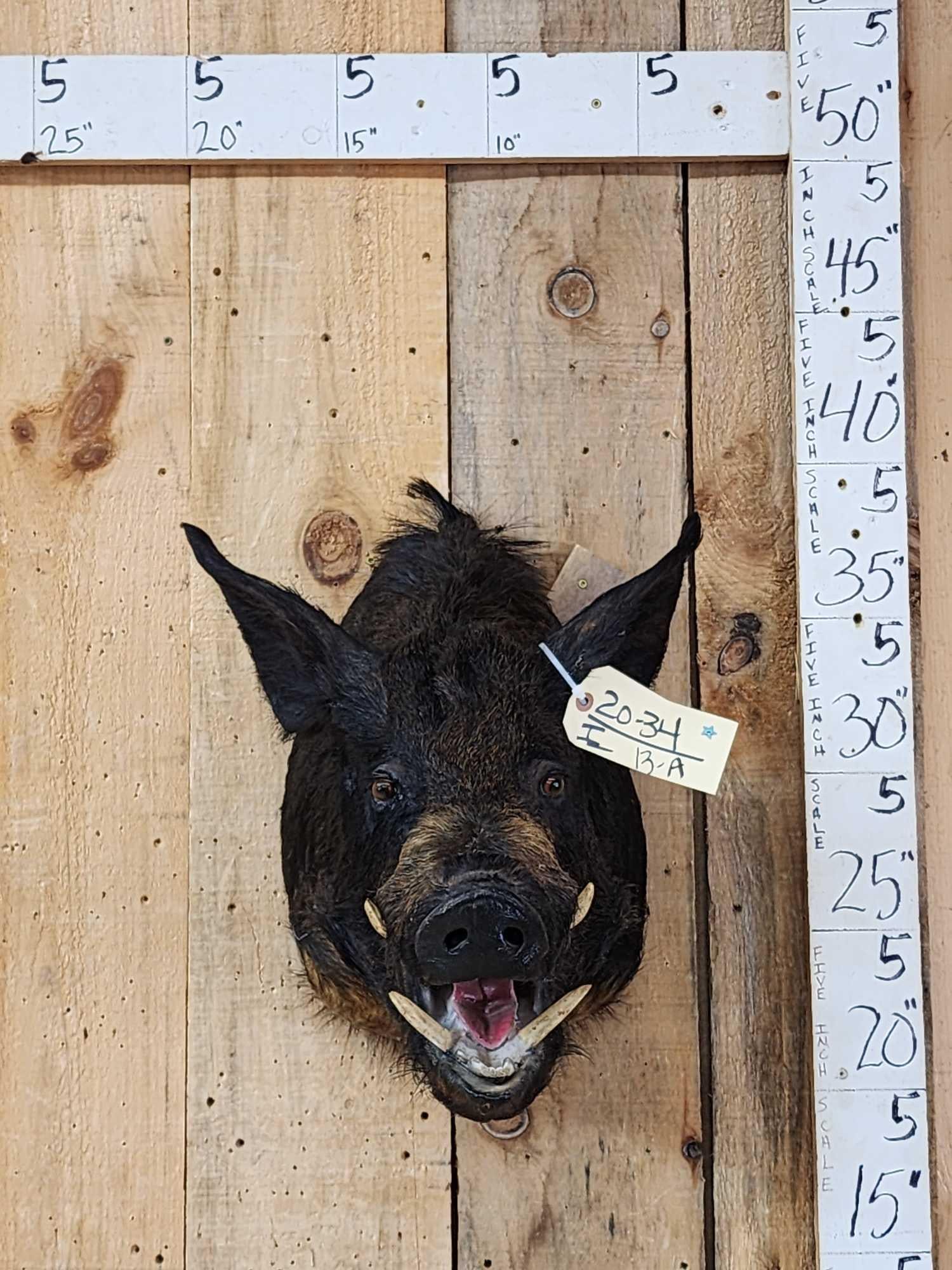 Wild Boar Hog Shoulder Mount Taxidermy: 20.34 Solid mount great look