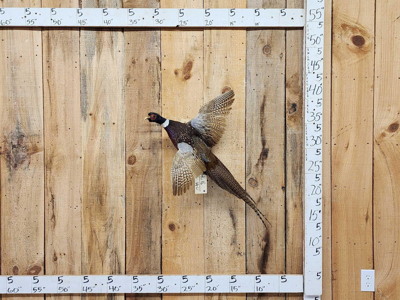 Ringneck Pheasant In Flight Bird Taxidermy (1 of 4)