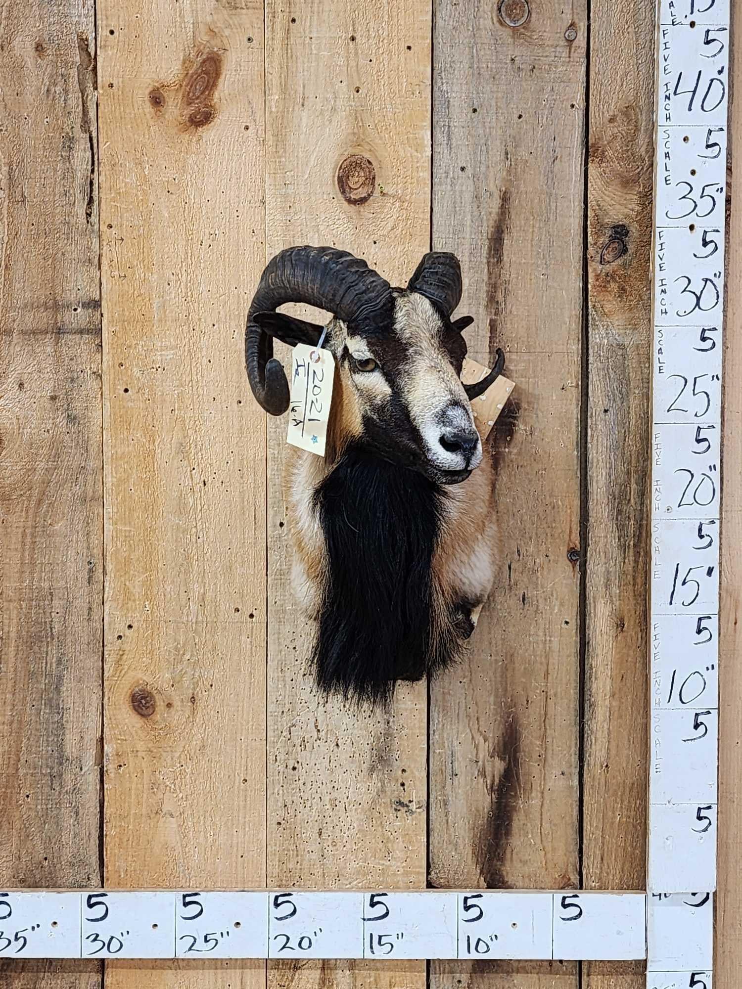 Mouflon Cross Ram Sheep Shoulder Mount Taxidermy (1 of 4)