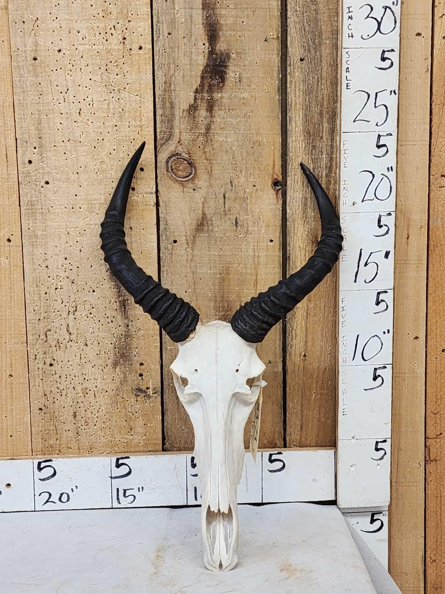 African Tsessebe Skull Taxidermy (1 of 4)