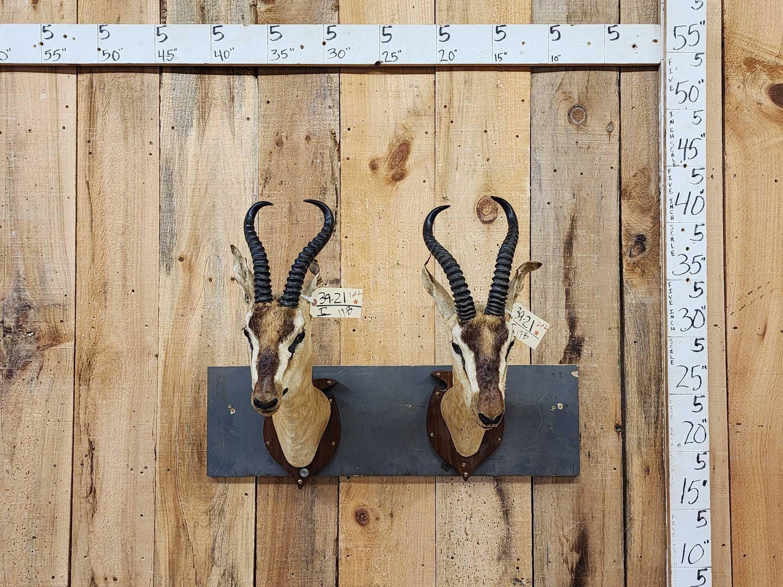 Pair Of Sommering's Gazelle Antique Taxidermy Mounts (1 of 6)
