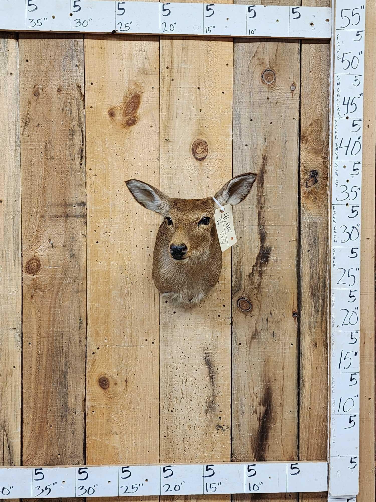 Whitetail Doe Shoulder Mount Taxidermy: 46.45 Nice clean mount great accent piece for smaller spaces