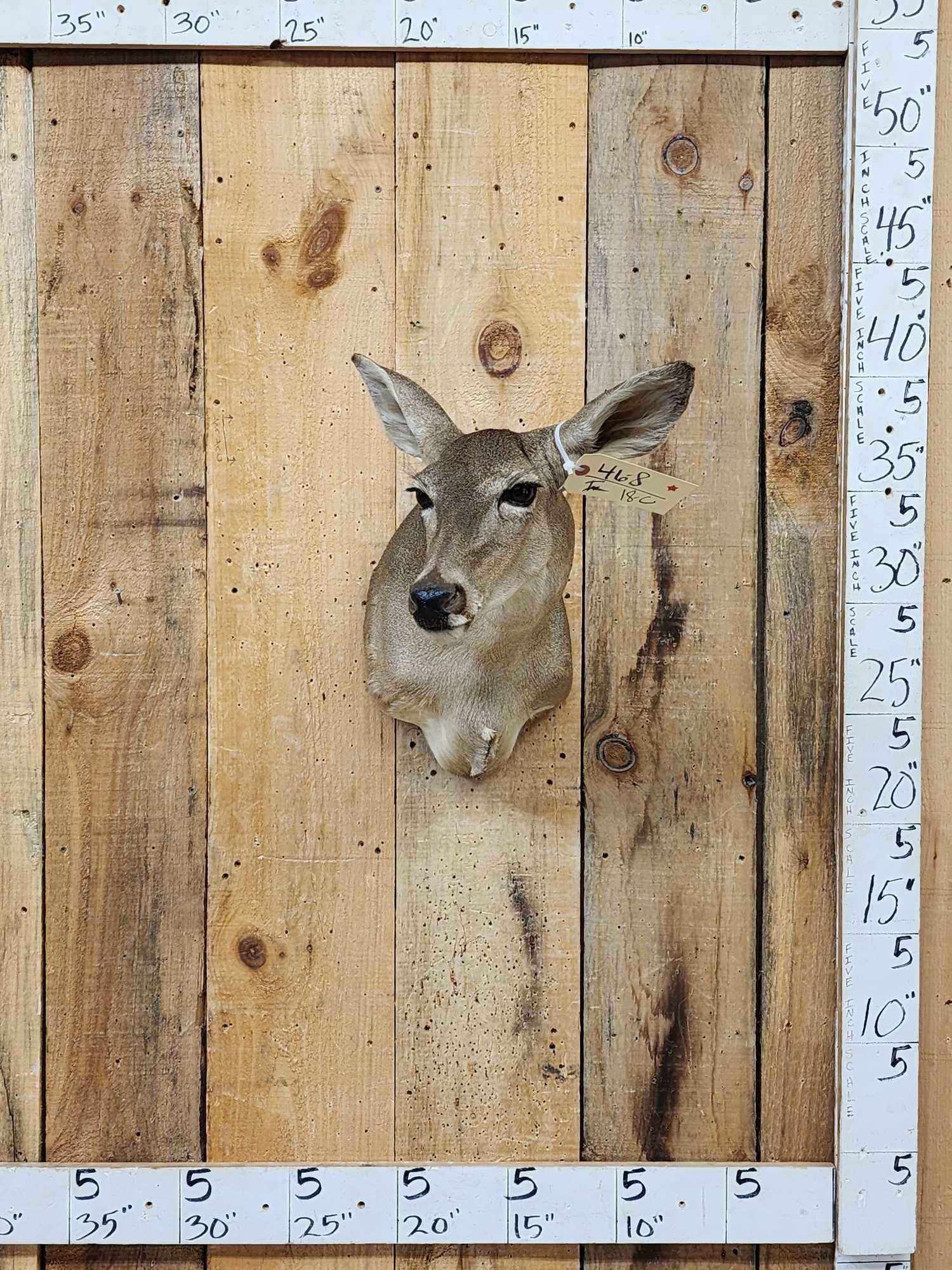 Nice Whitetail Doe Shoulder Mount Taxidermy (1 of 4)