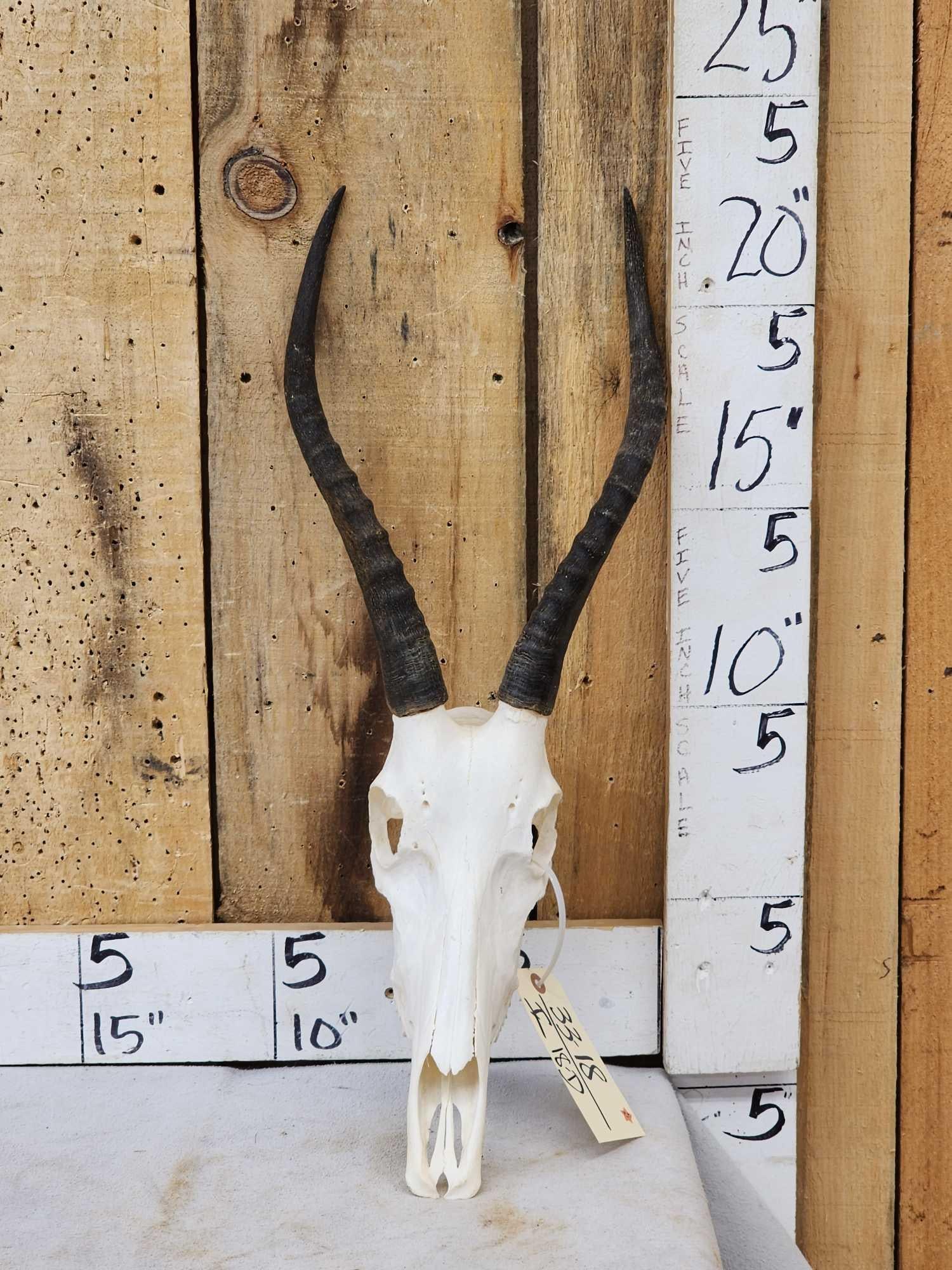 Juvenile African Blesbok Skull Taxidermy (1 of 4)