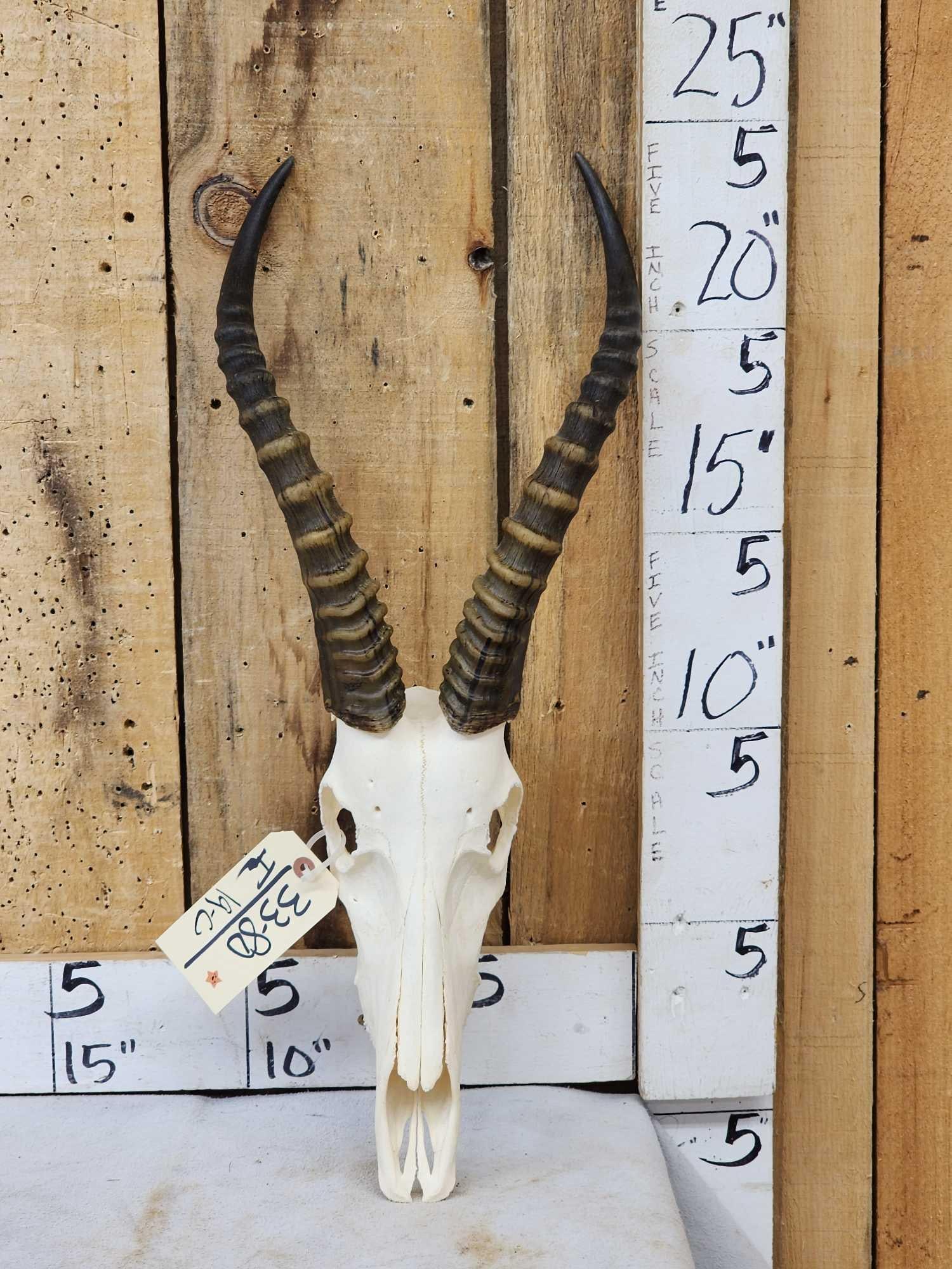 African Blesbok Skull Taxidermy (1 of 4)