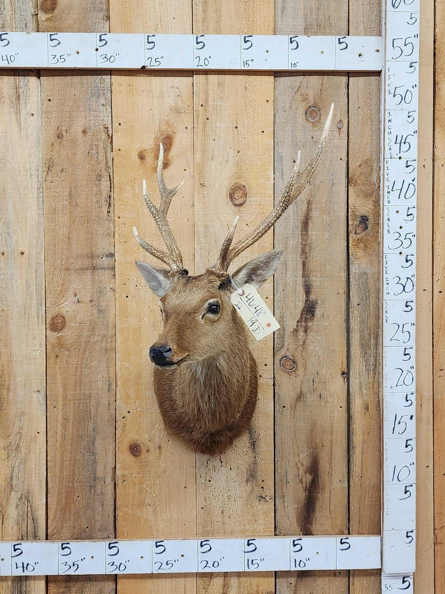 Rusa Deer Shoulder Mount Taxidermy: 46.48 Nice clean mount great look