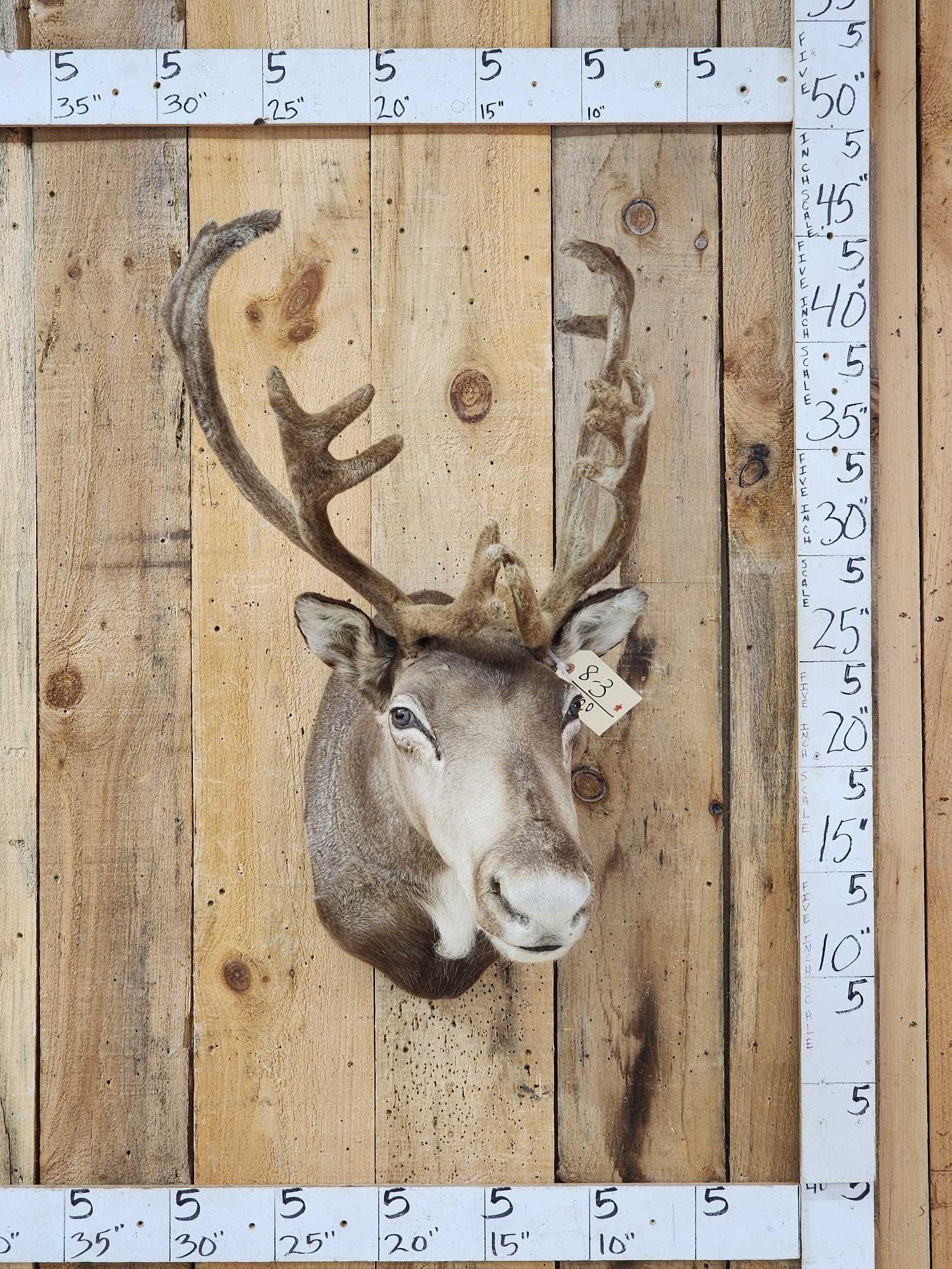 Caribou In Velvet Shoulder Mount Taxidermy: 8.3 Nice looking mount cool swirl velvet color great for smaller spaces
