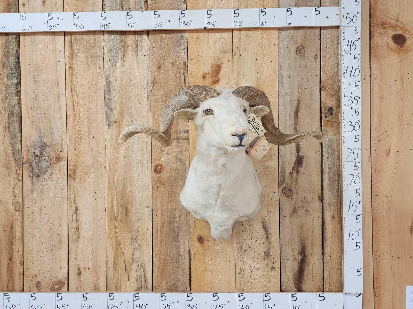 Rambouillet Ram Sheep Shoulder Mount Taxidermy (1 of 5)