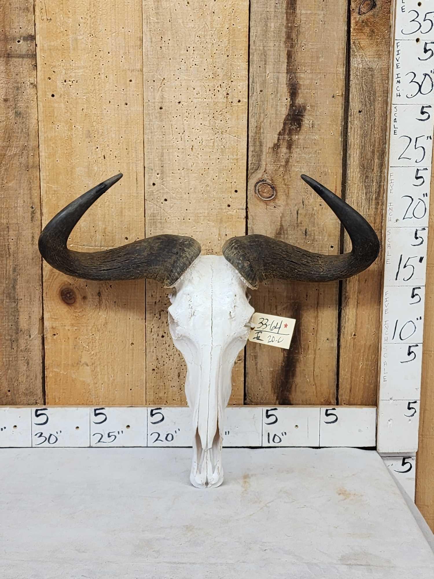 African Blue Wildebeest Skull Taxidermy (1 of 4)
