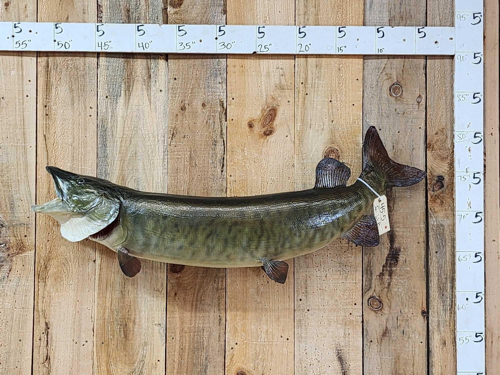 52" Muskie Real Skin Fish Taxidermy (1 of 6)