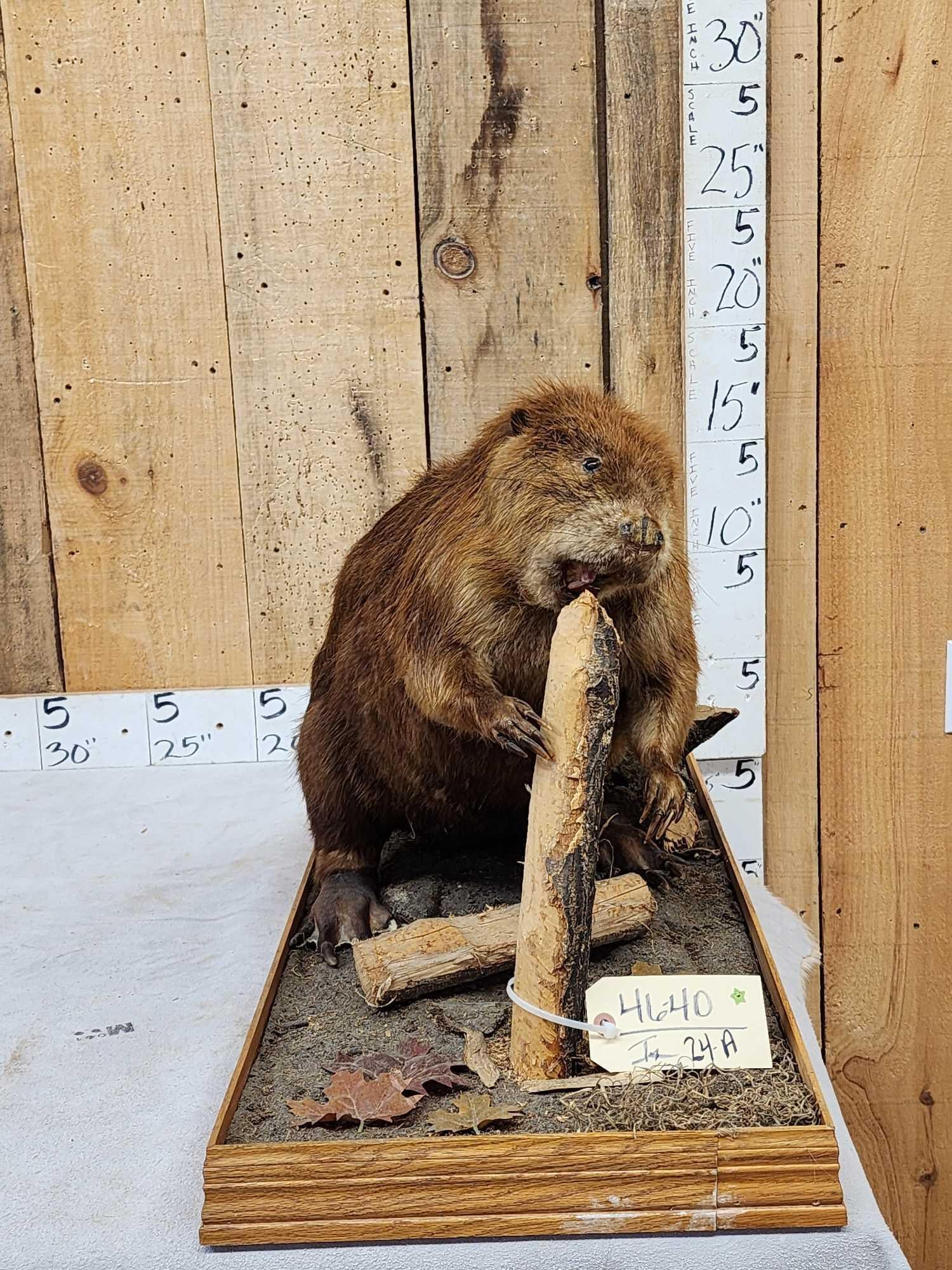 Beaver Chewing On A Log Full Body Taxidermy Mount (1 of 5)