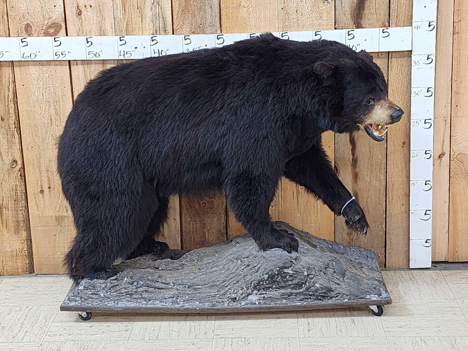 Black Bear Full Body Taxidermy Mount (1 of 7)
