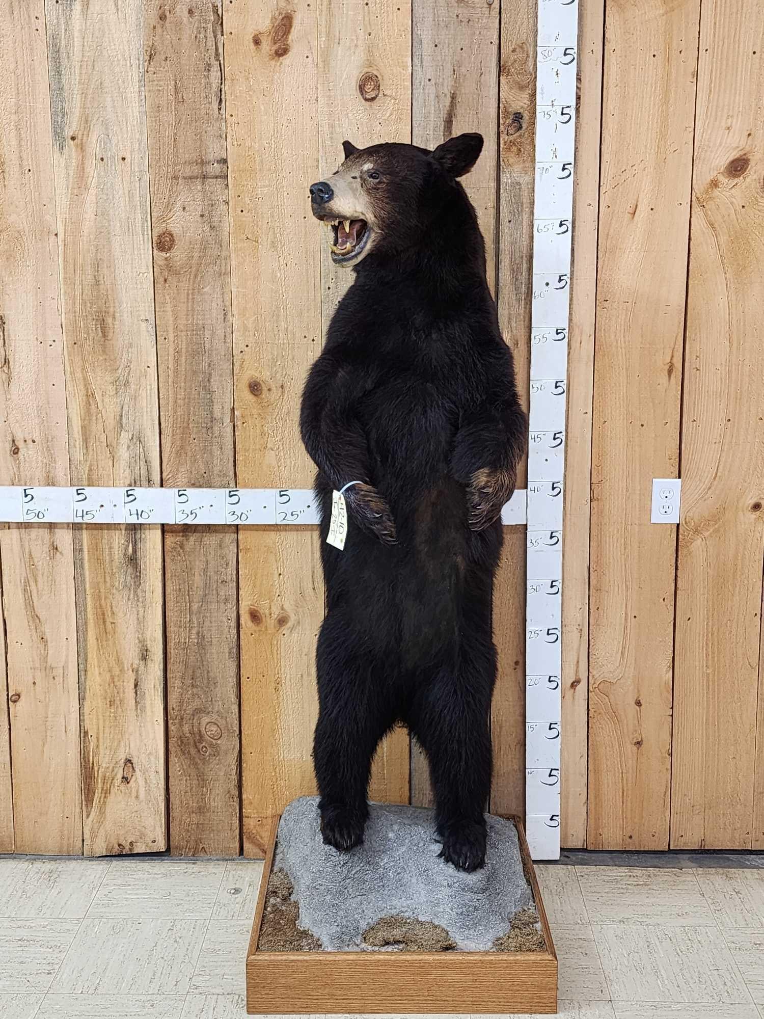 Black Bear Full Body Taxidermy Mount (1 of 7)