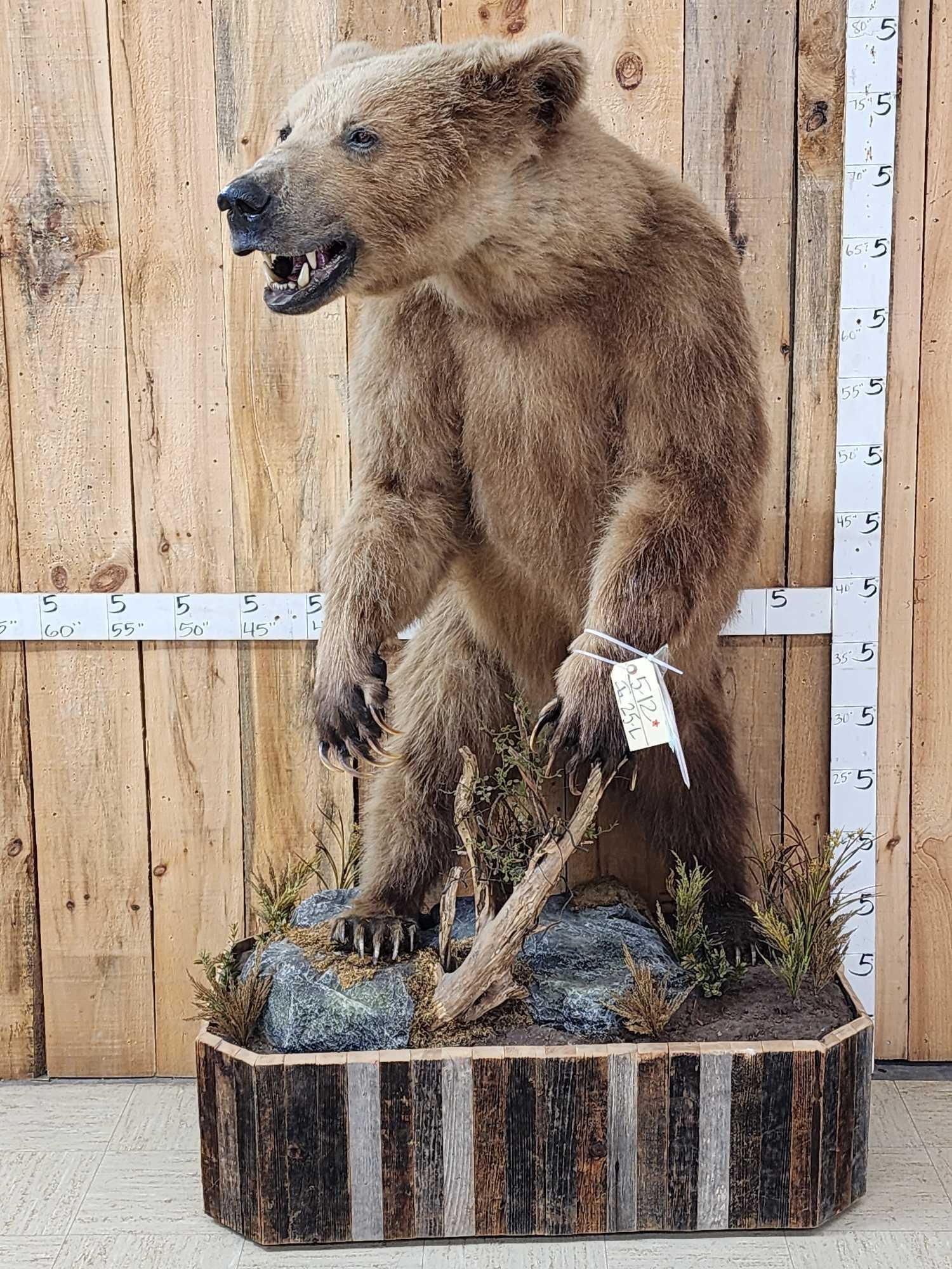 Alaskan Grizzly Bear Full Body Taxidermy Mount (1 of 11)
