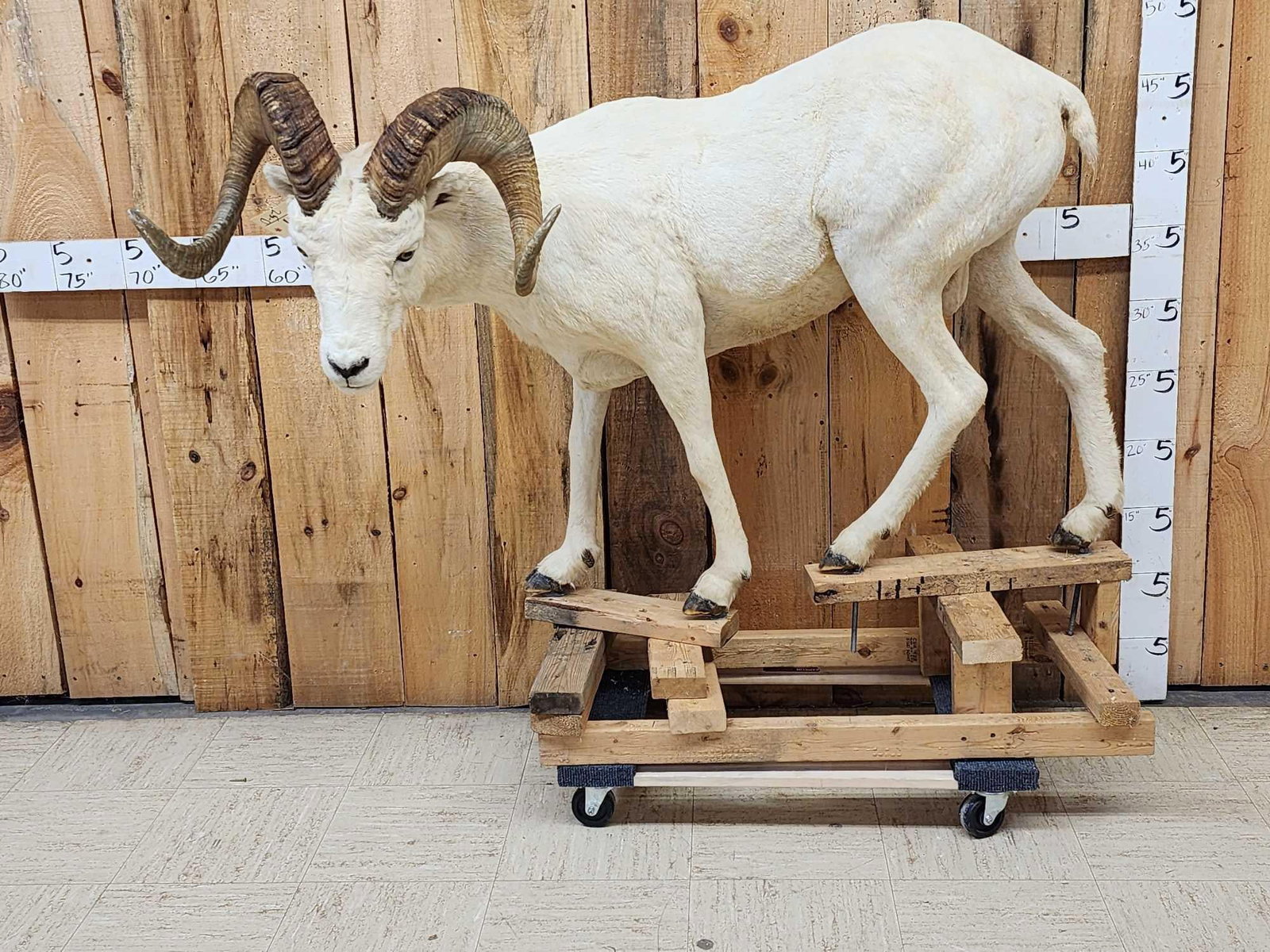 Alaskan Dall Sheep Full Body Taxidermy Mount (1 of 7)