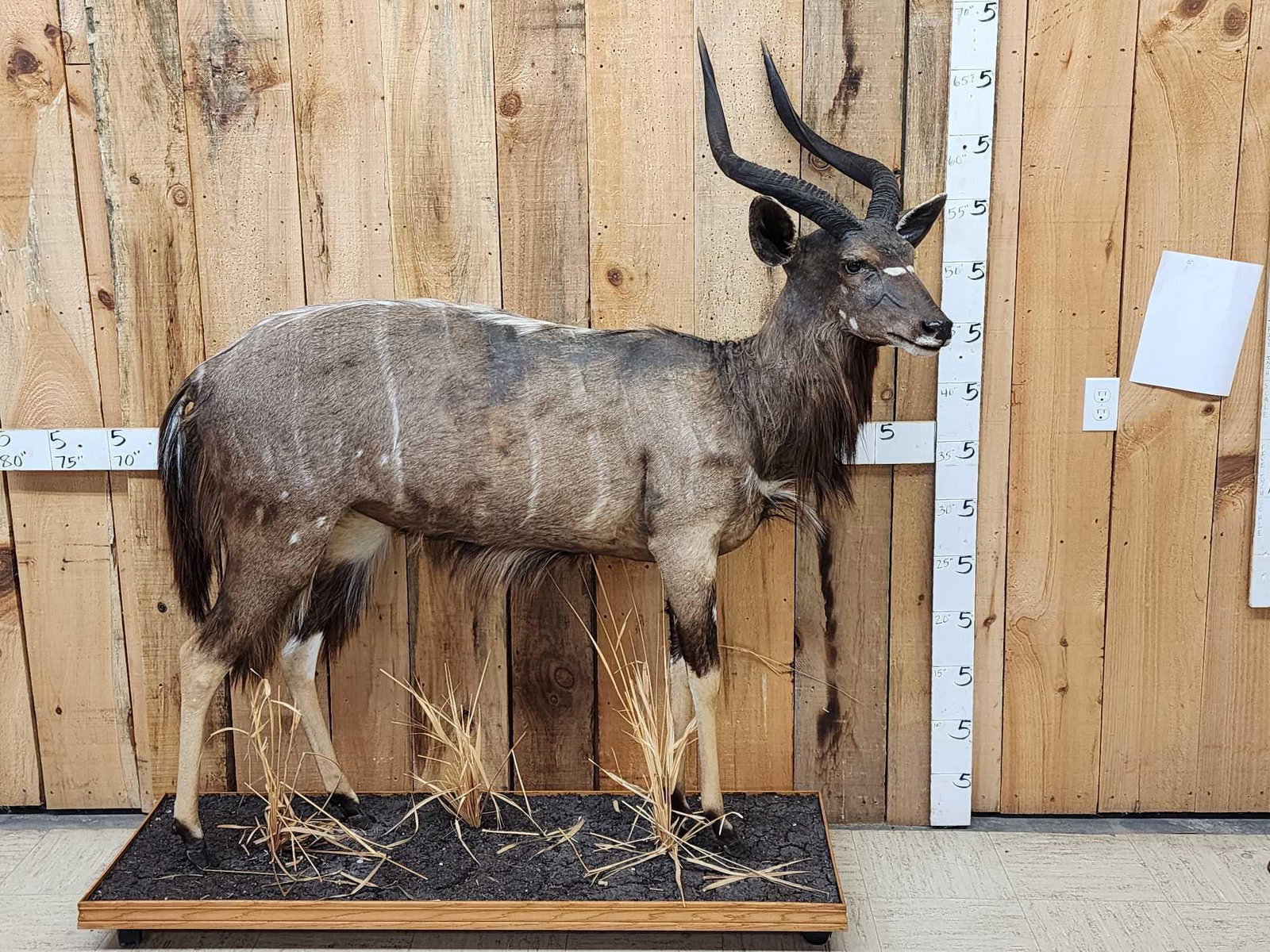 African Nyala Full Body Taxidermy Mount (1 of 6)