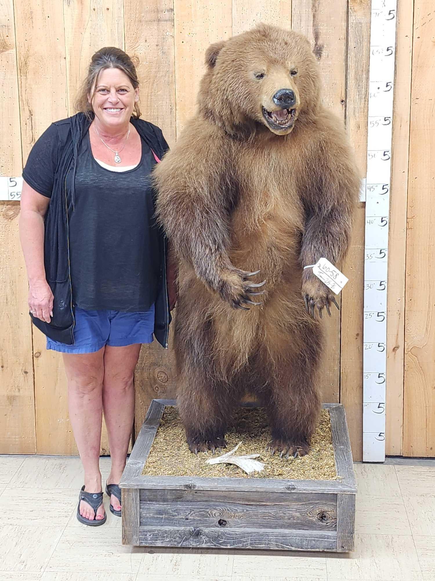 Juvenile Alaskan Grizzly Bear Full Body Taxidermy Mount (1 of 12)