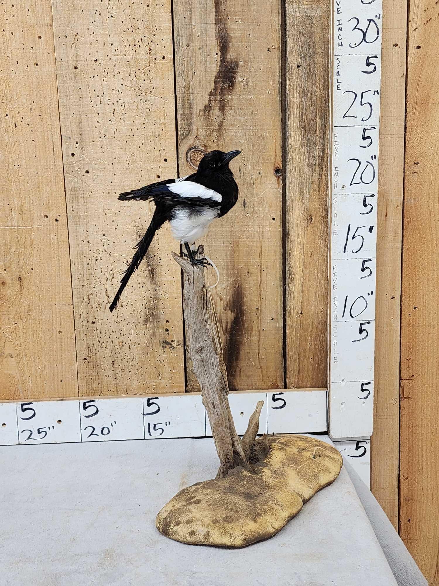 Eurasian Magpie Pica Pica Full Body Bird Taxidermy: 39.31 On light weight base