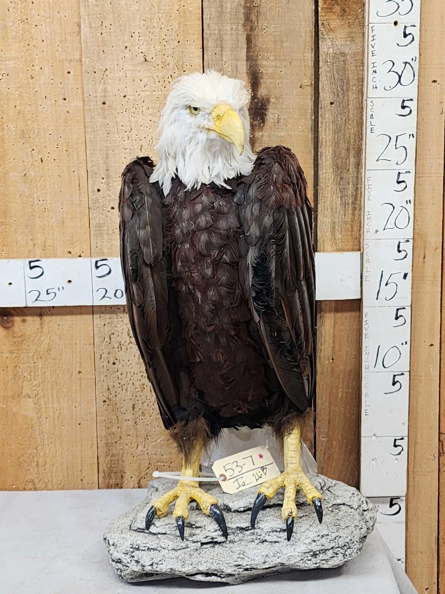 100% Reproduction Bald Eagle Bird Taxidermy (1 of 7)