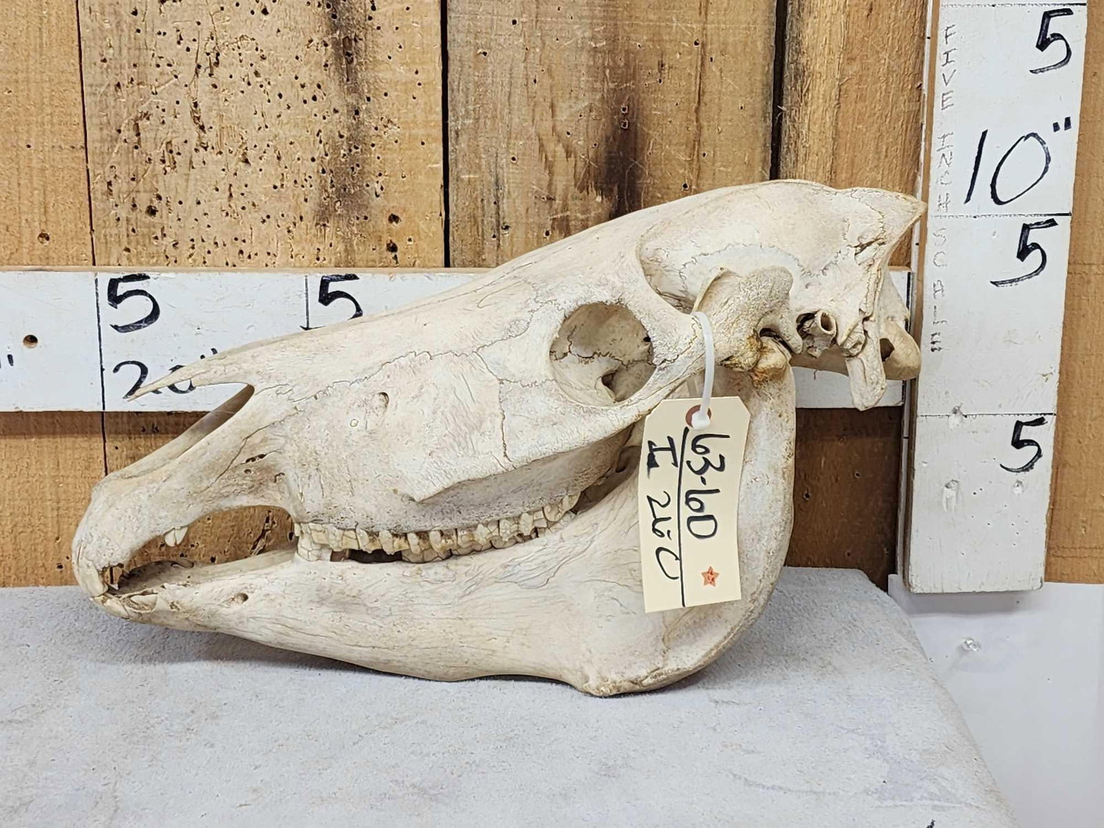 Zebra Skull Taxidermy: 63.60 Cool piece