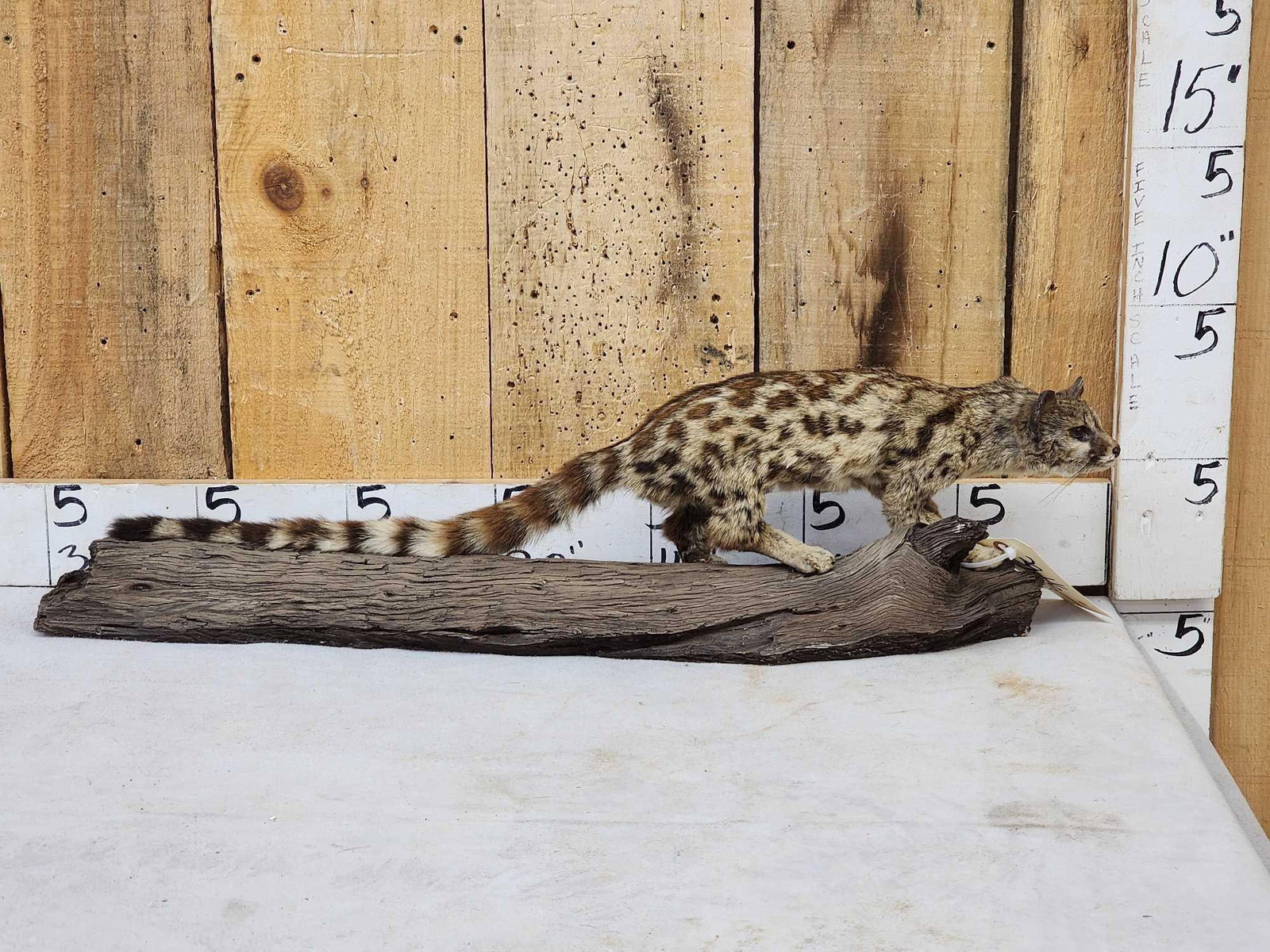 African Genet Cat Full Body Taxidermy Mount (1 of 8)