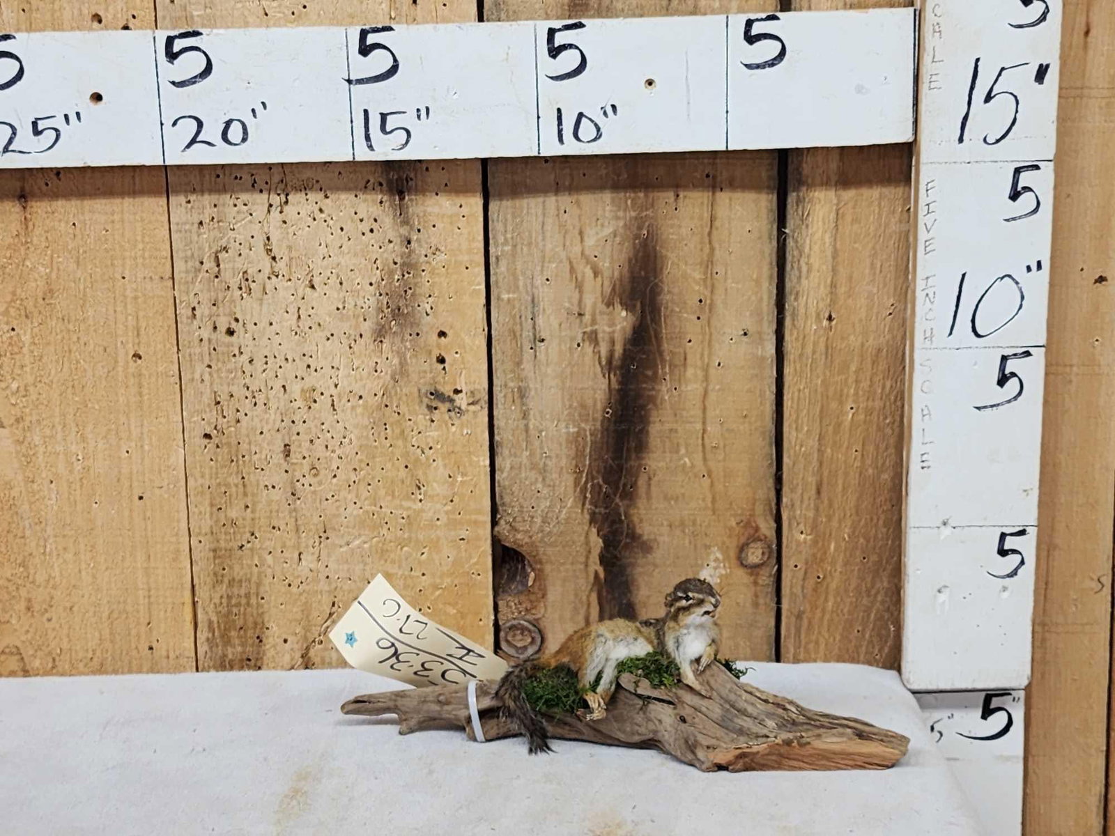 Chipmunk On Driftwood Taxidermy Mount (1 of 5)