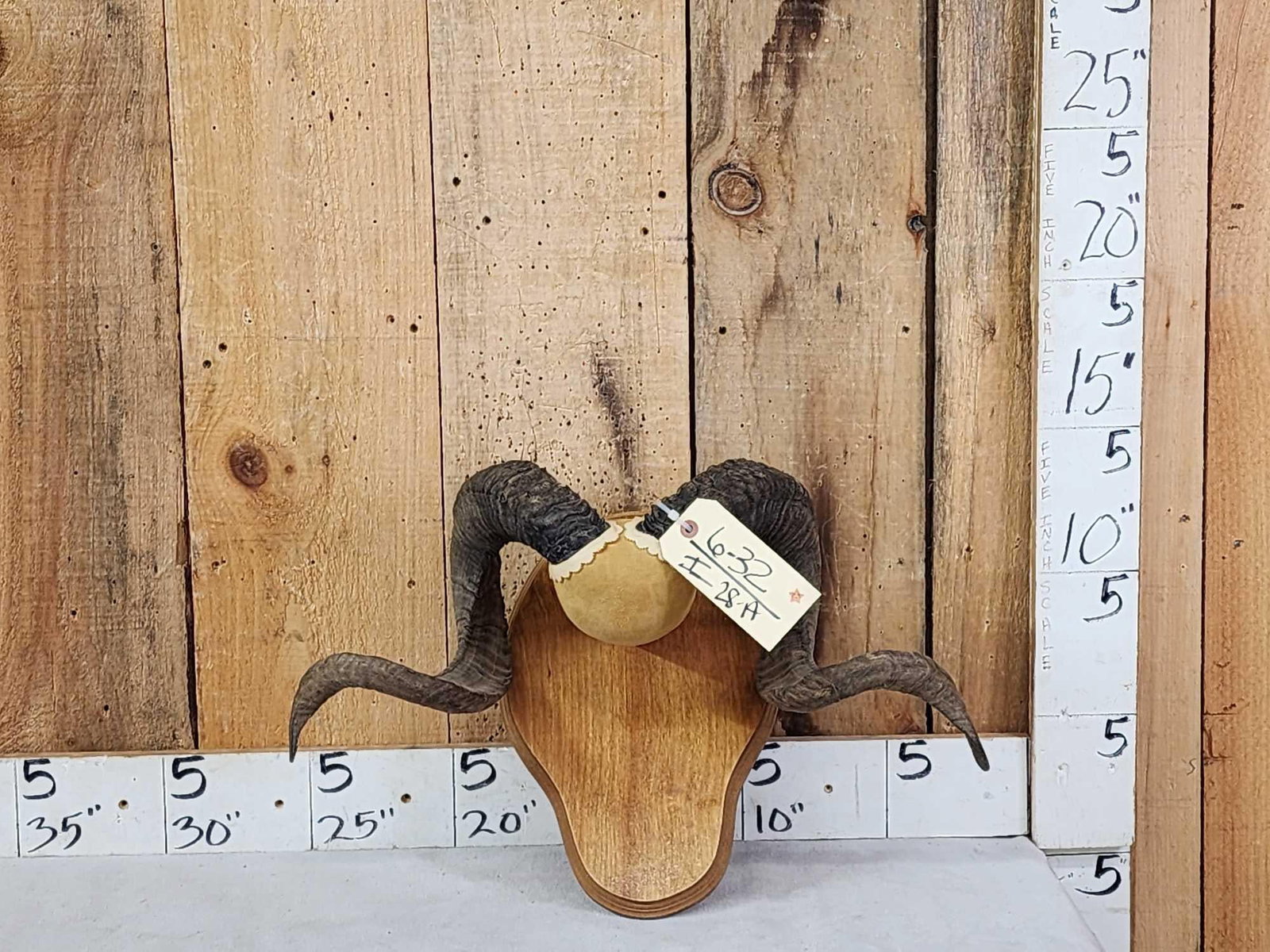 Ram Sheep Horns On Plaque Taxidermy (1 of 3)