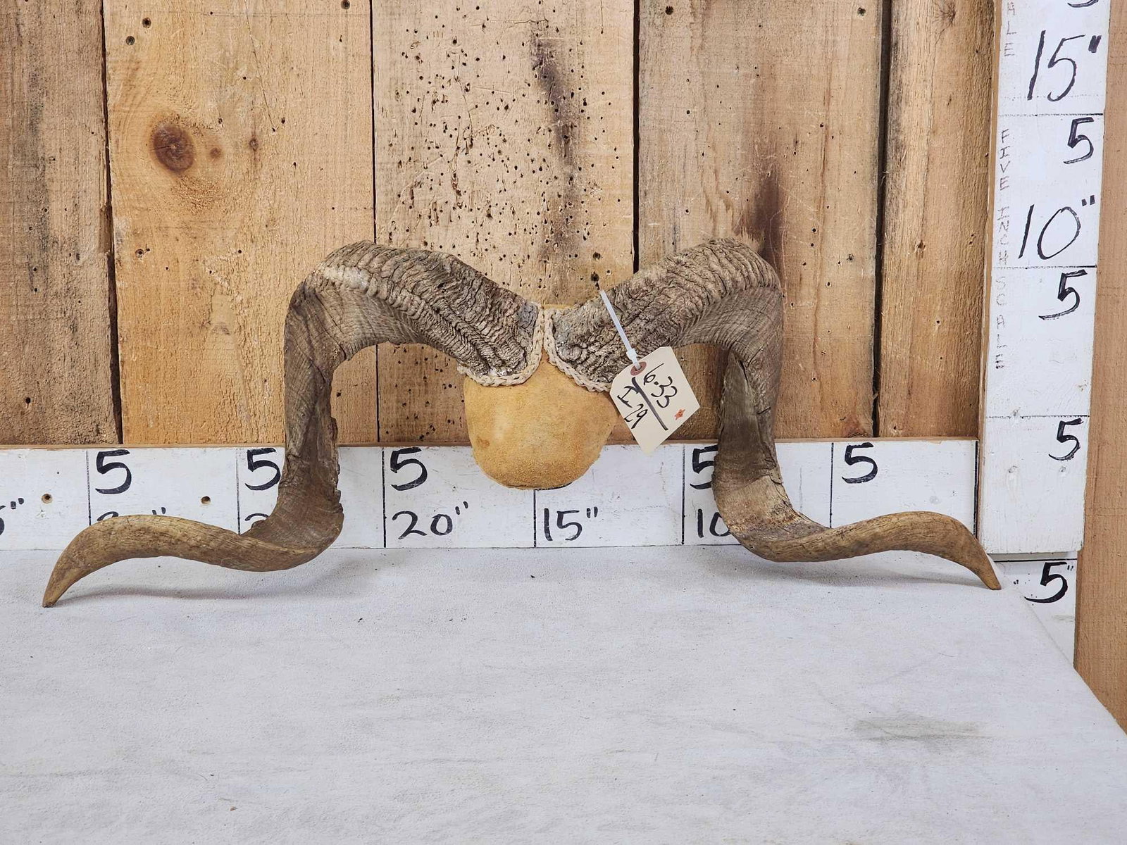 Ram Sheep Horns On Plaque: 6.33 Big full curl horns great look