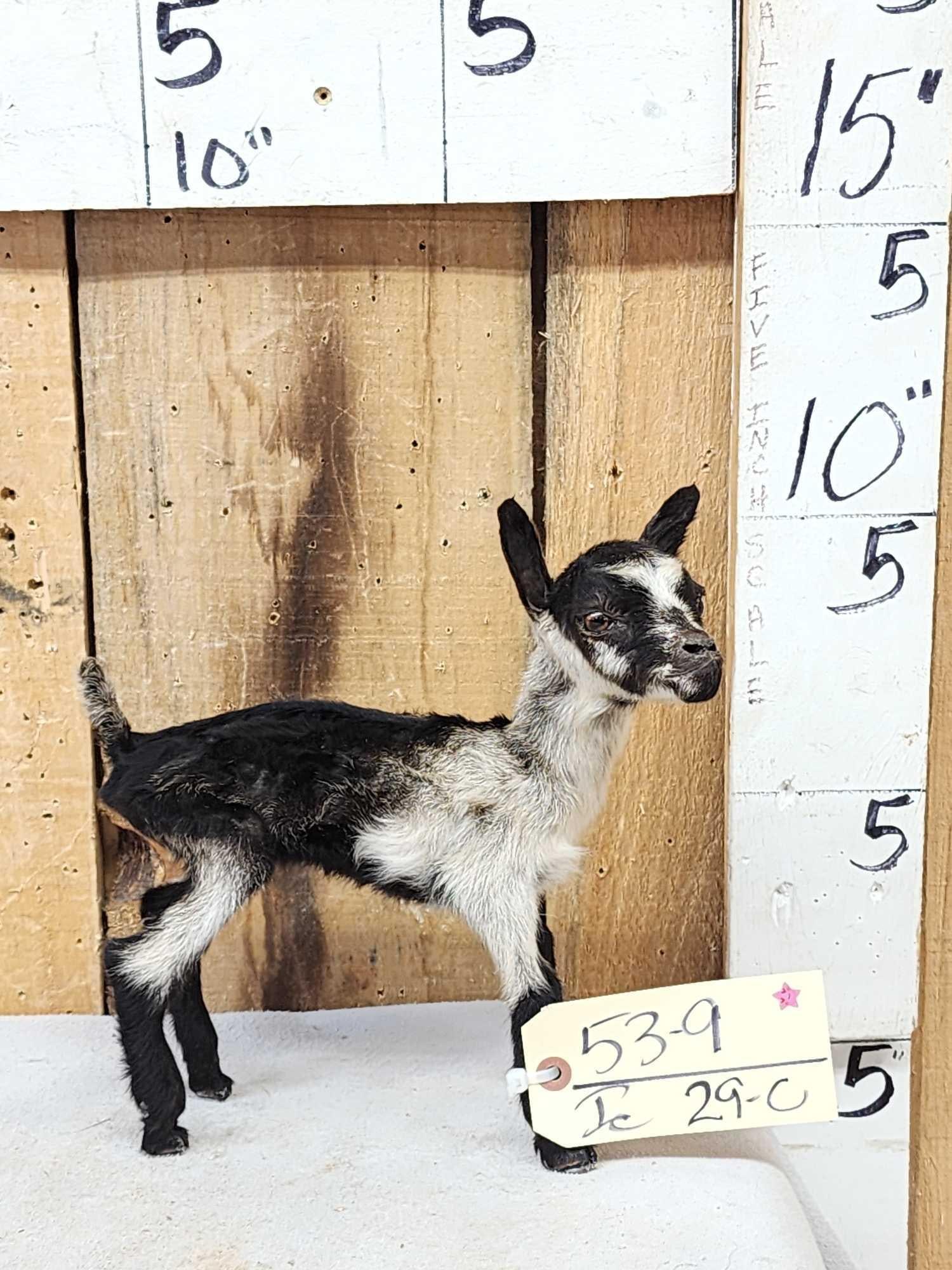 Baby Goat Full Body Taxidermy Mount (1 of 5)