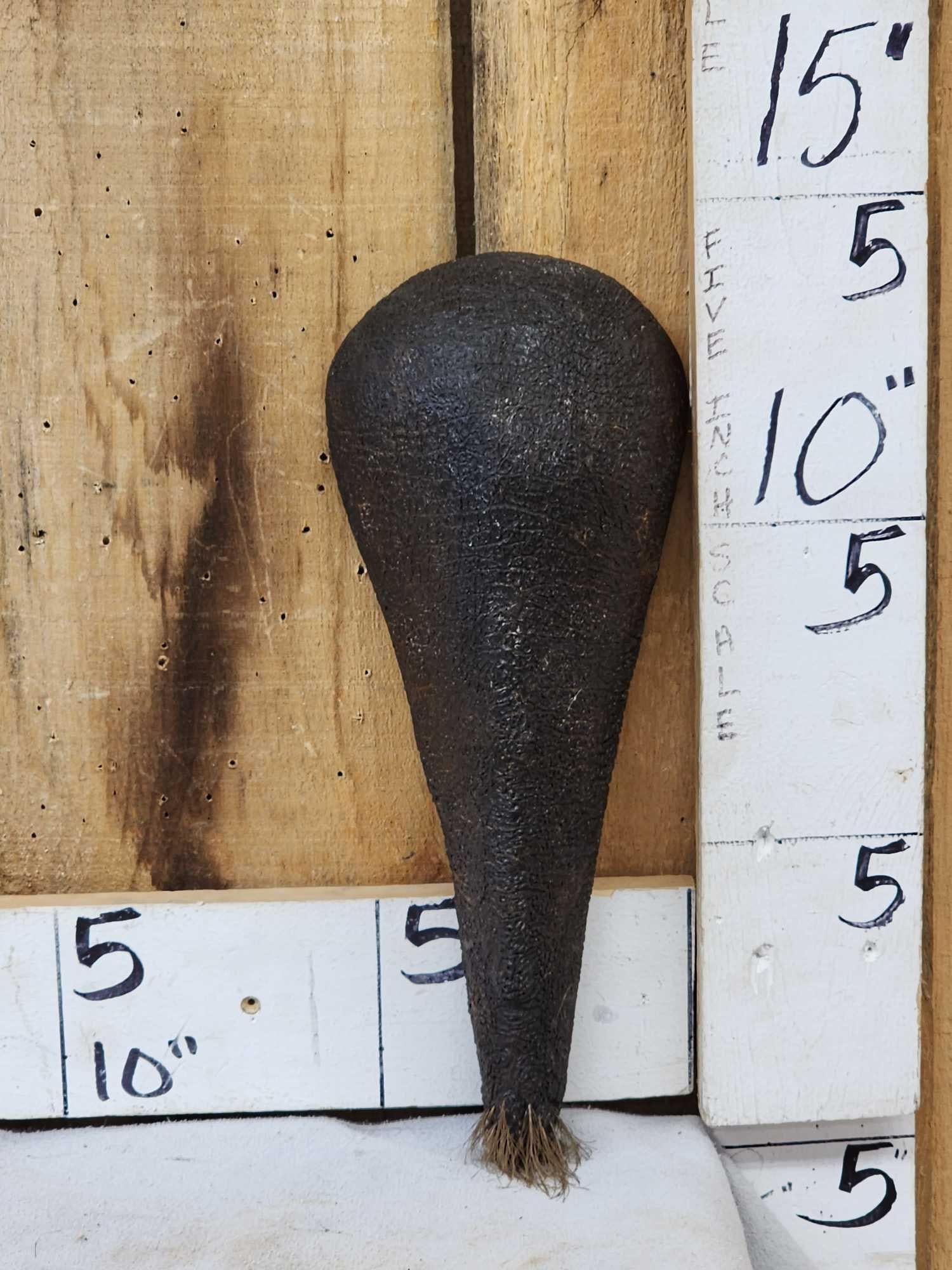 Taxidermy Hippopotamus Tail (1 of 4)
