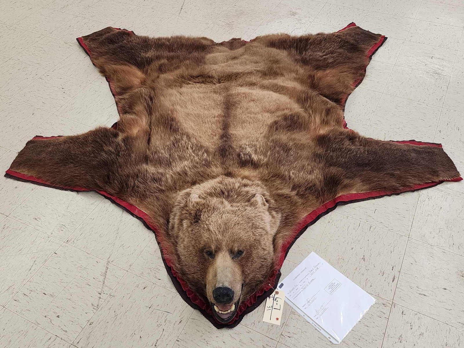 Alaskan Grizzly Bear Rug Taxidermy: 6.7 Big head thick prime fur great colors about 89" long x 79" wide