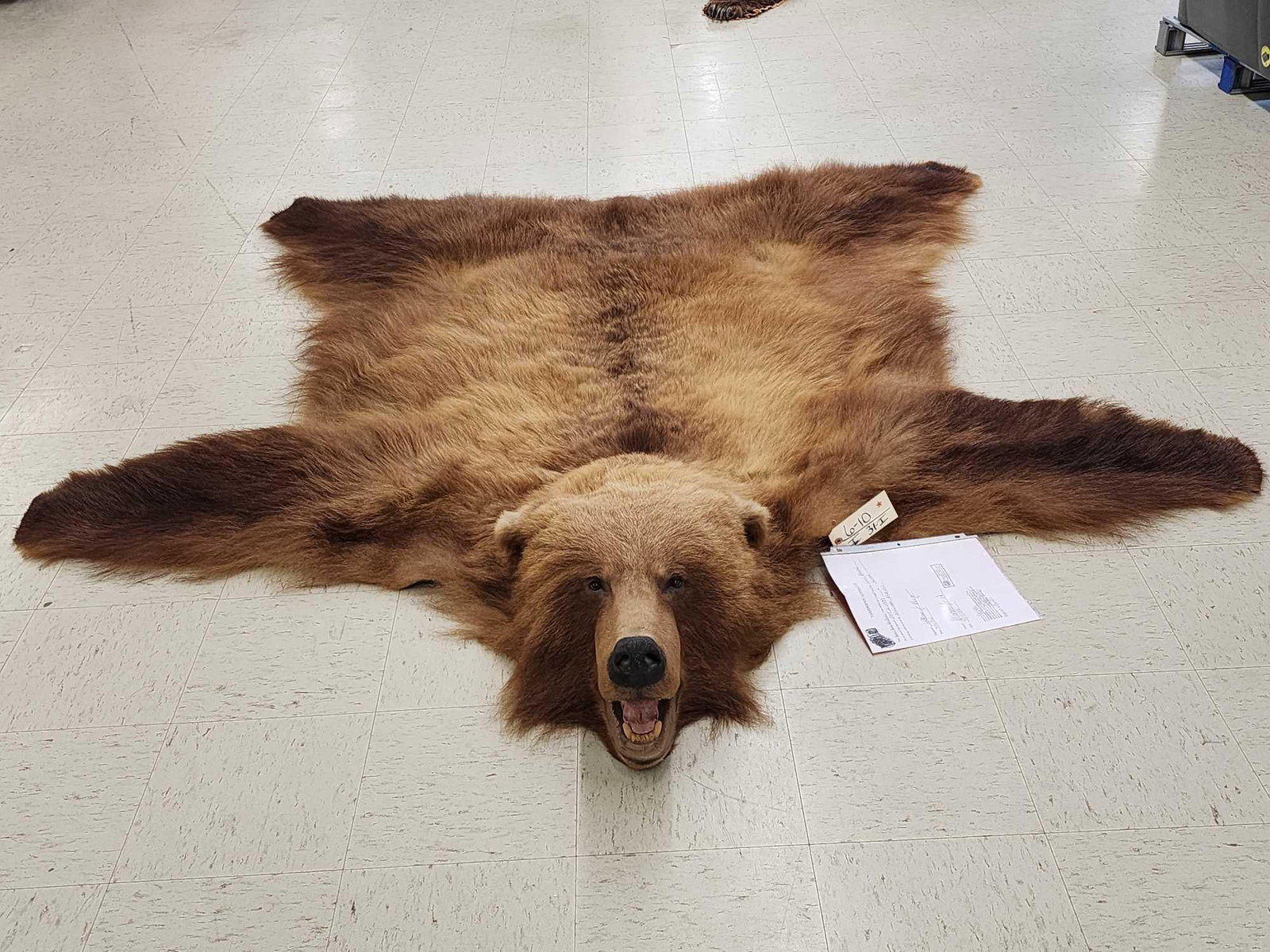 Alaskan Brown Bear Rug Taxidermy: 6.10 Big head thick shaggy fur great colors natural rug no backing about 96" long x 89" wide