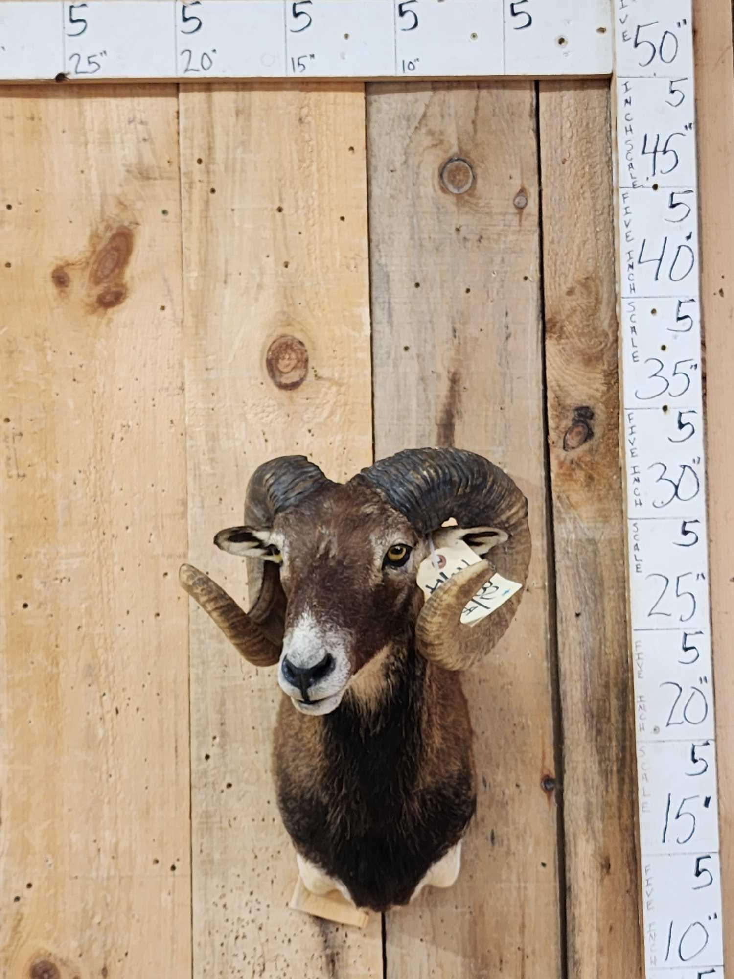 Corsican Ram Sheep Shoulder Mount Taxidermy: 34.32 Nice clean mount great for smaller spaces