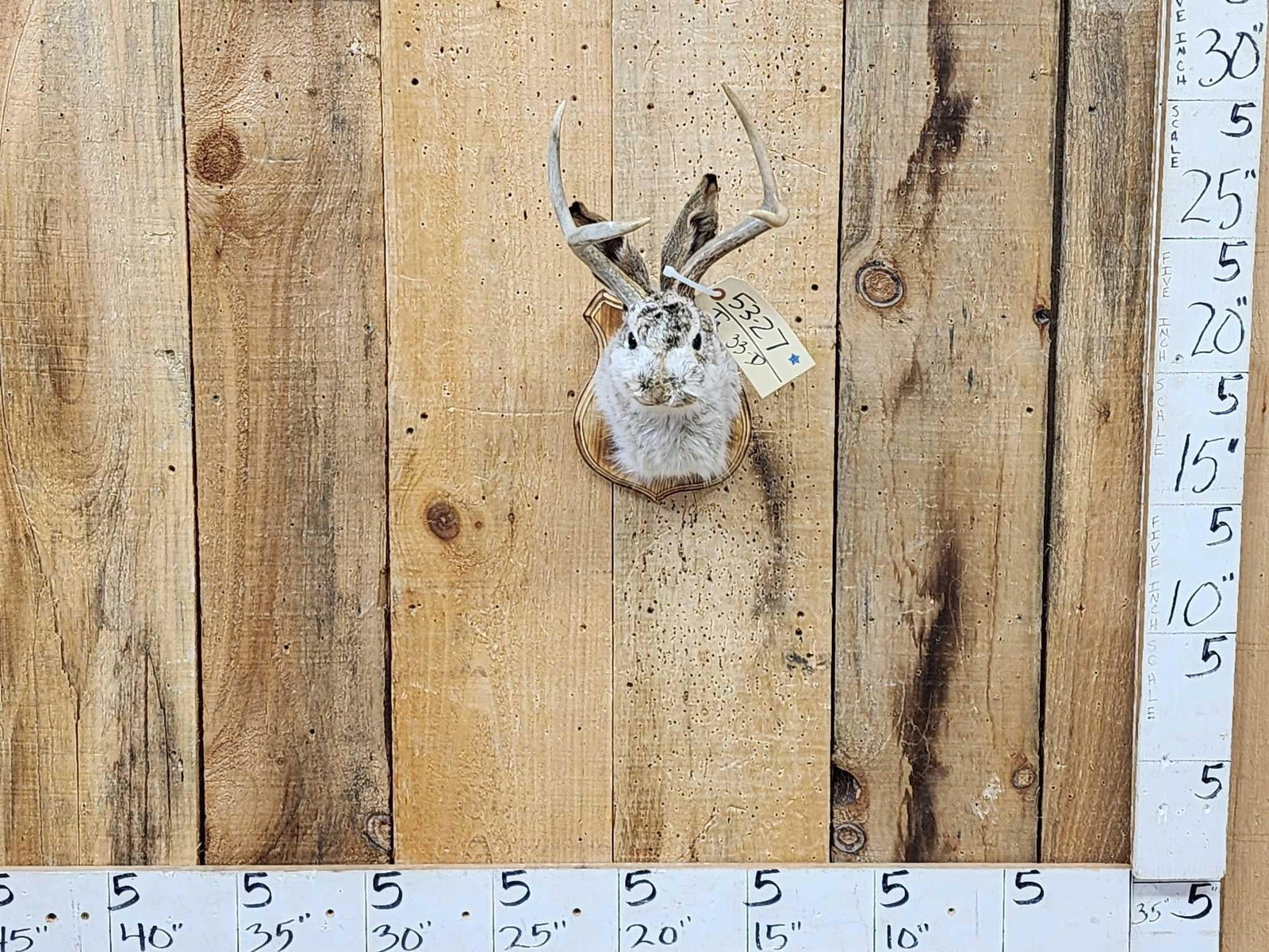 Jackalope Shoulder Mount Taxidermy (1 of 4)