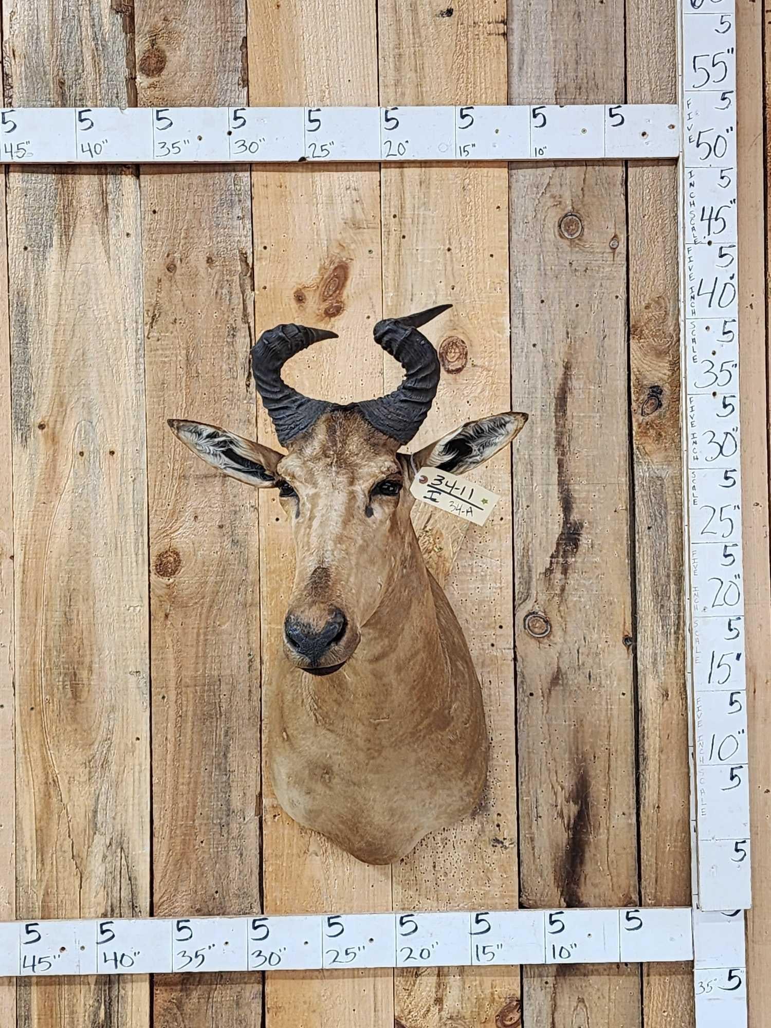 Liechtenstein Hartebeest Shoulder Mount Taxidermy: 34.11 Solid mount funky horns great Oddities Curiosity piece