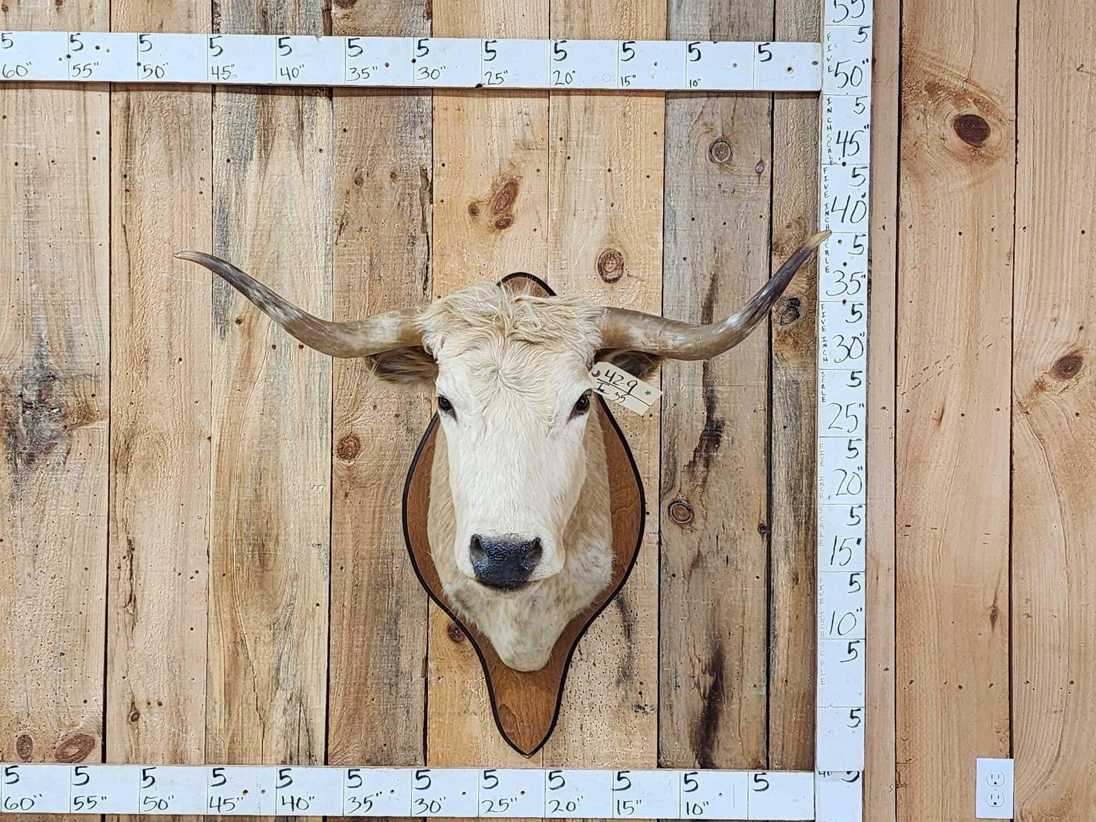 Texas Longhorns Shoulder Mount Taxidermy: 42.9 Classic look solid vintage mount