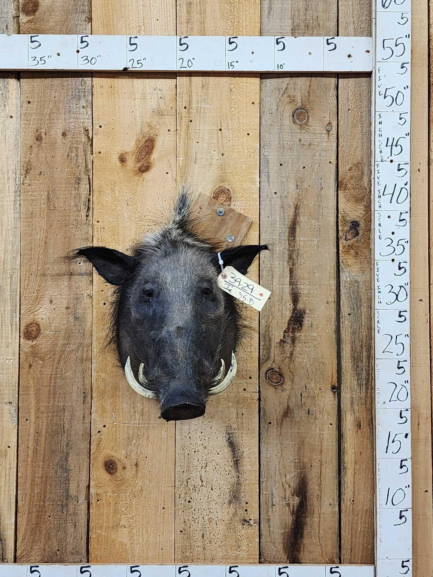 African Bush Pig Shoulder Mount Taxidermy (1 of 3)