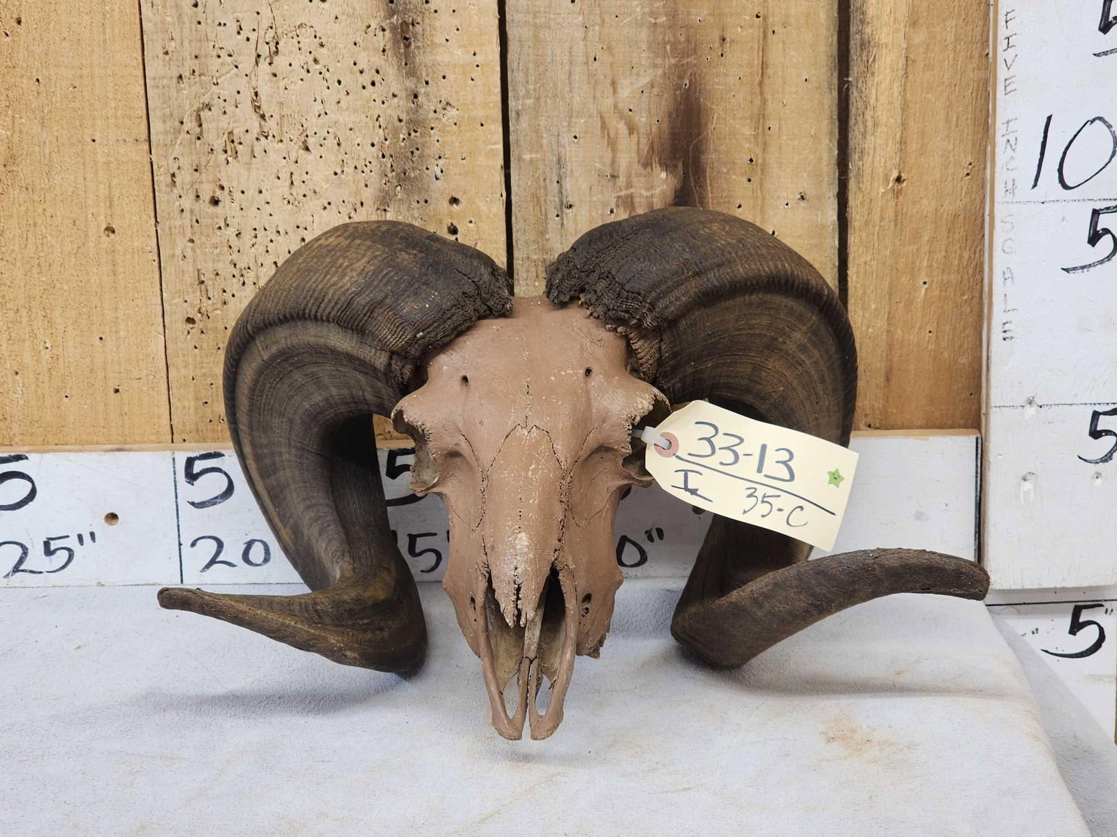 Ram Sheep Skull Taxidermy (1 of 3)