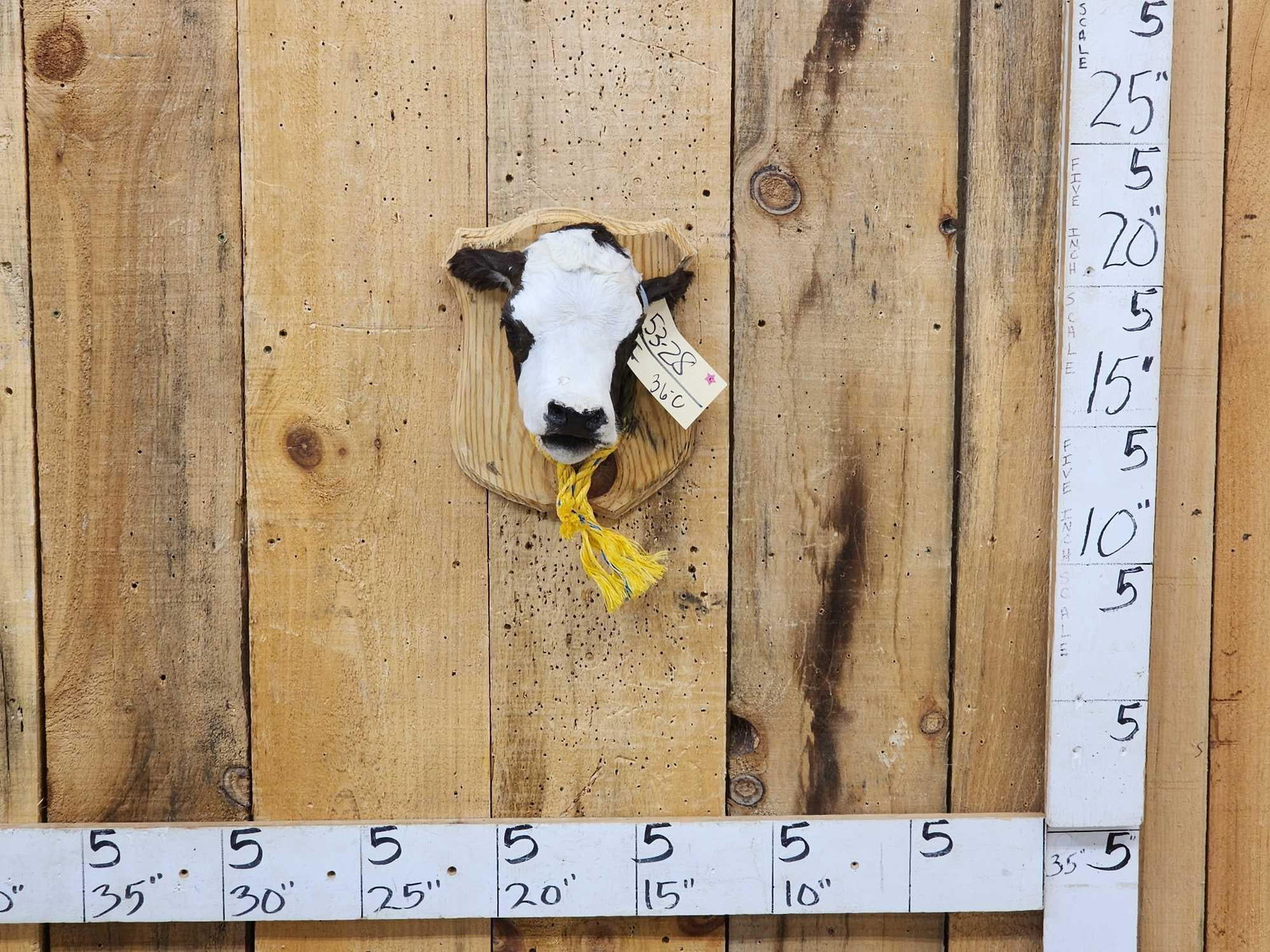 Holstein Calf Head Mount Taxidermy (1 of 3)