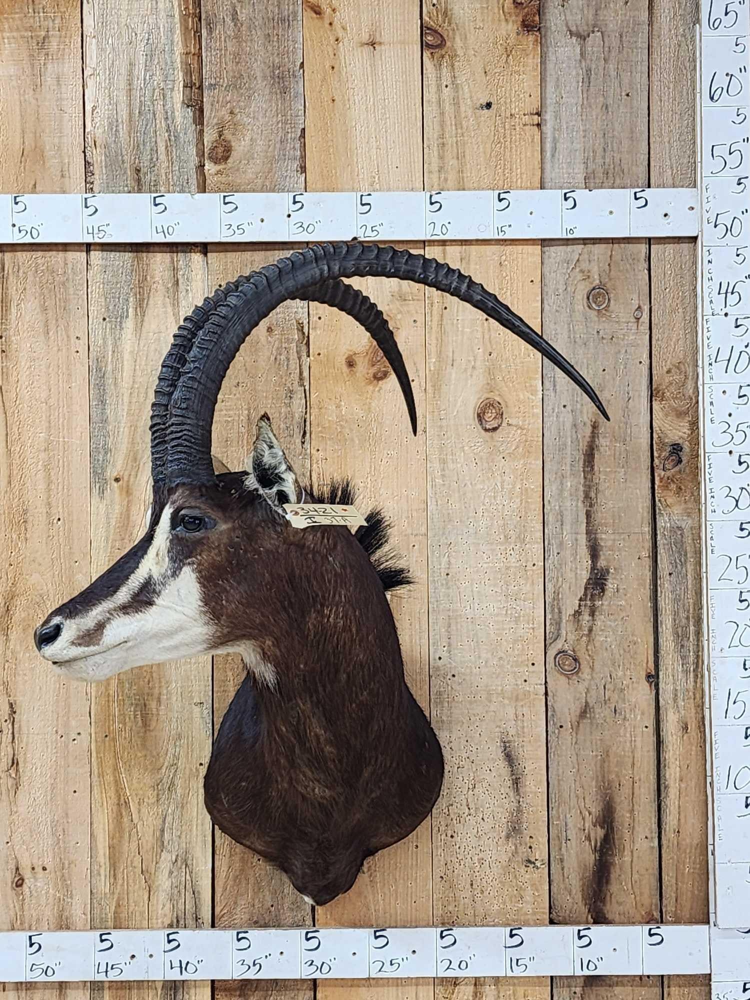 African Sable Antelope Shoulder Mount Taxidermy: 34.21 Great look