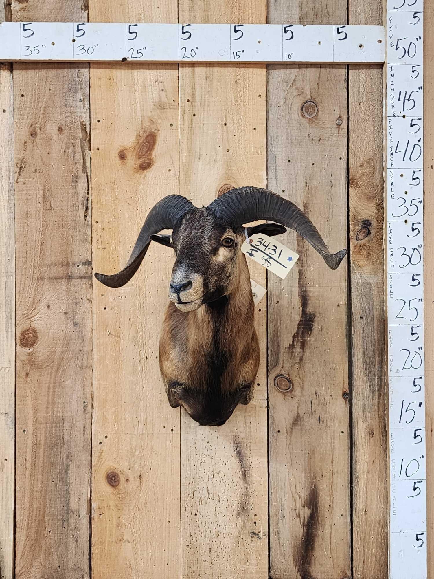 Mouflon Cross Ram Sheep Shoulder Mount Taxidermy: 34.31 Nice clean mount great Oddities Curiosity piece